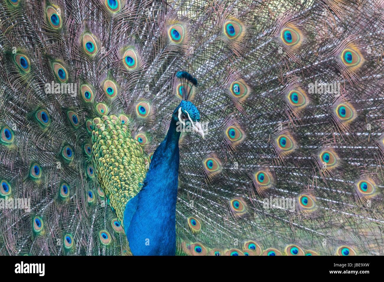 blue peacock Stock Photo