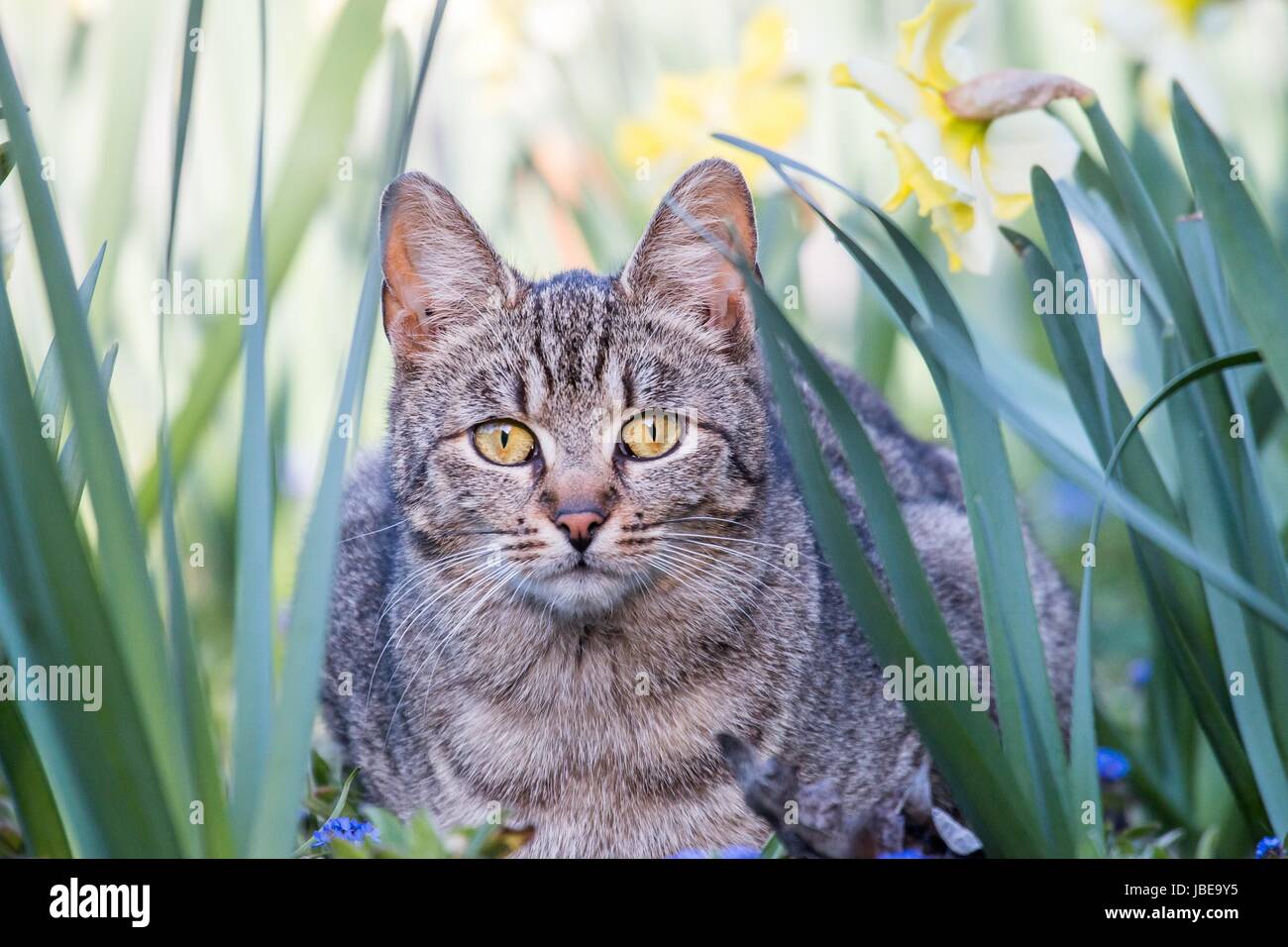 Cat Stock Photo