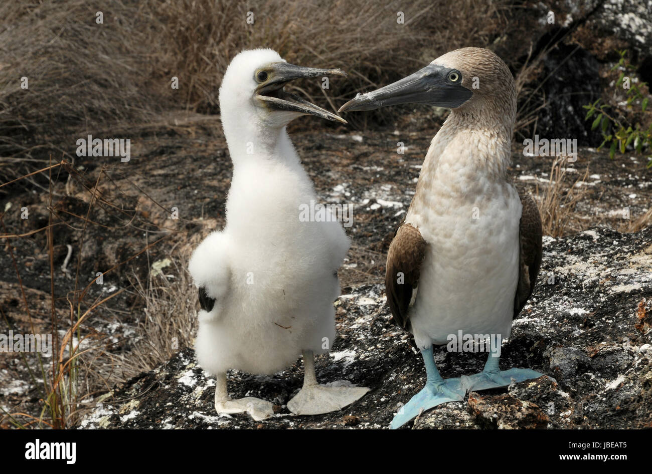 blue-footed boobies with offspring Stock Photo