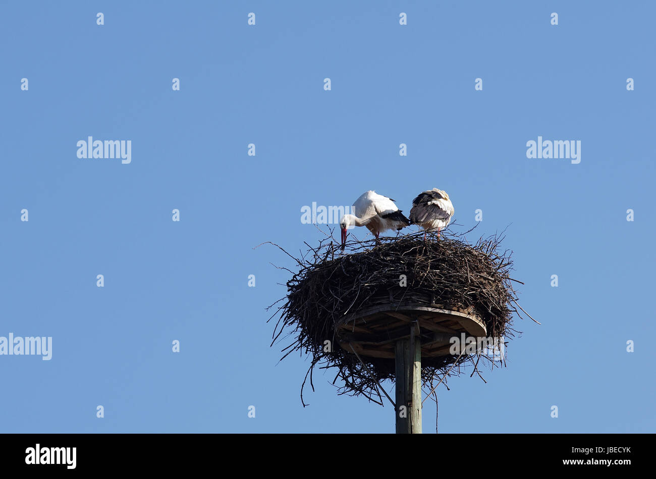 Weißstorchpaar beim Nestbau Stock Photo