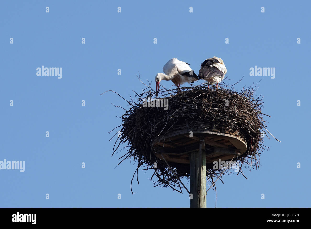Weißstorchpaar beim Nestbau Stock Photo