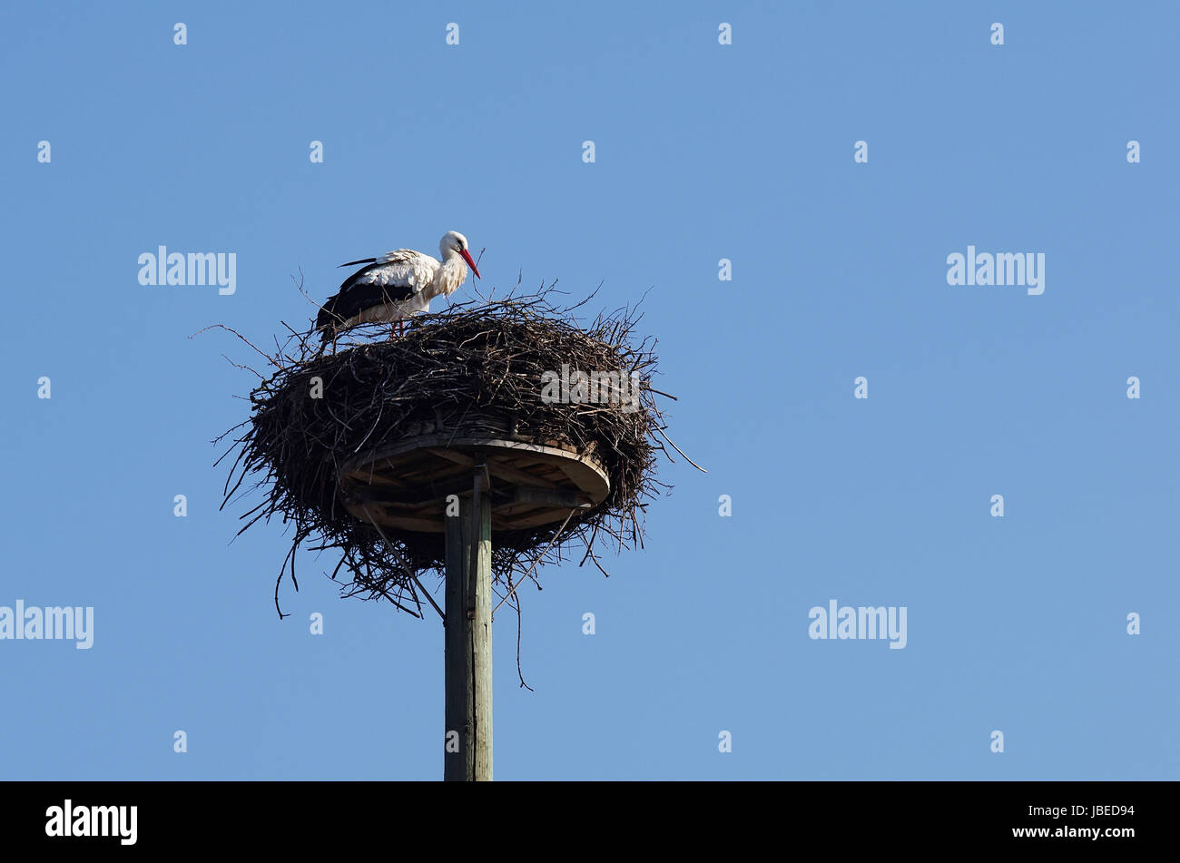Weißstorch im "Horst" Stock Photo