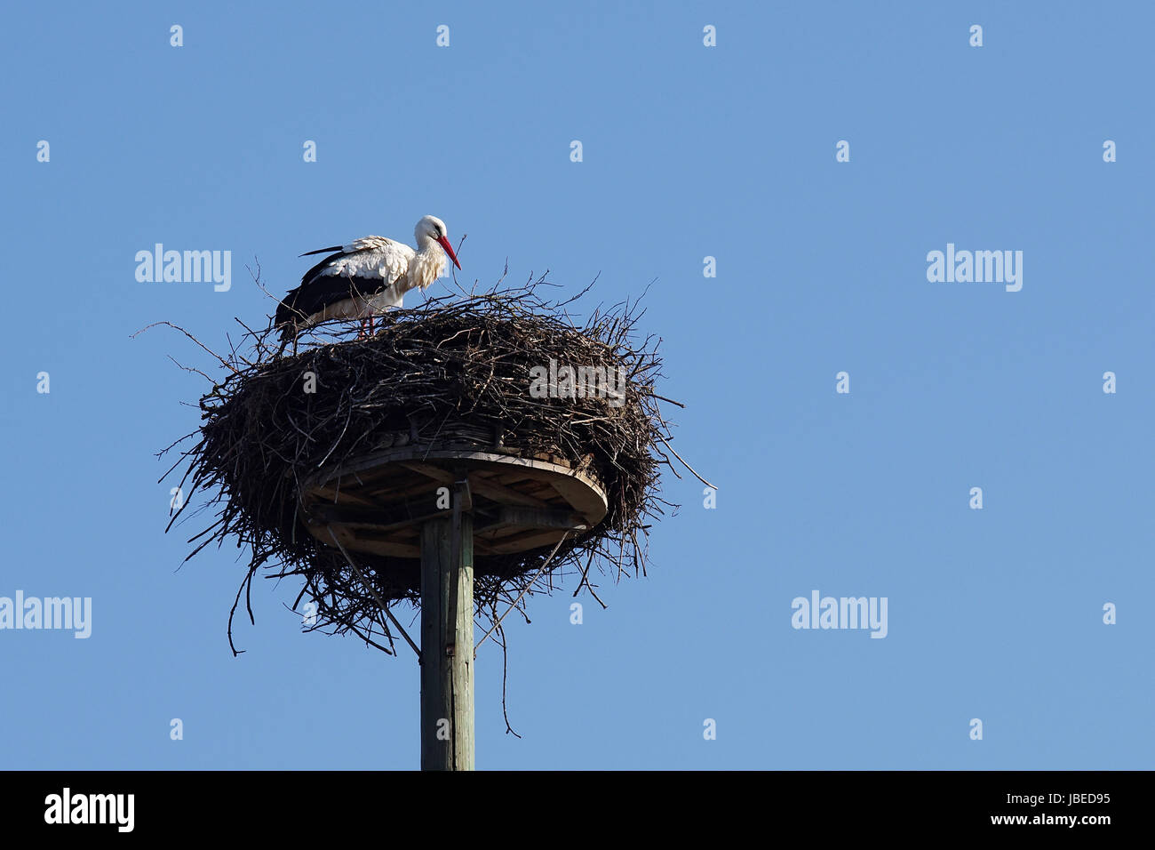 Weißstorch im "Horst" Stock Photo