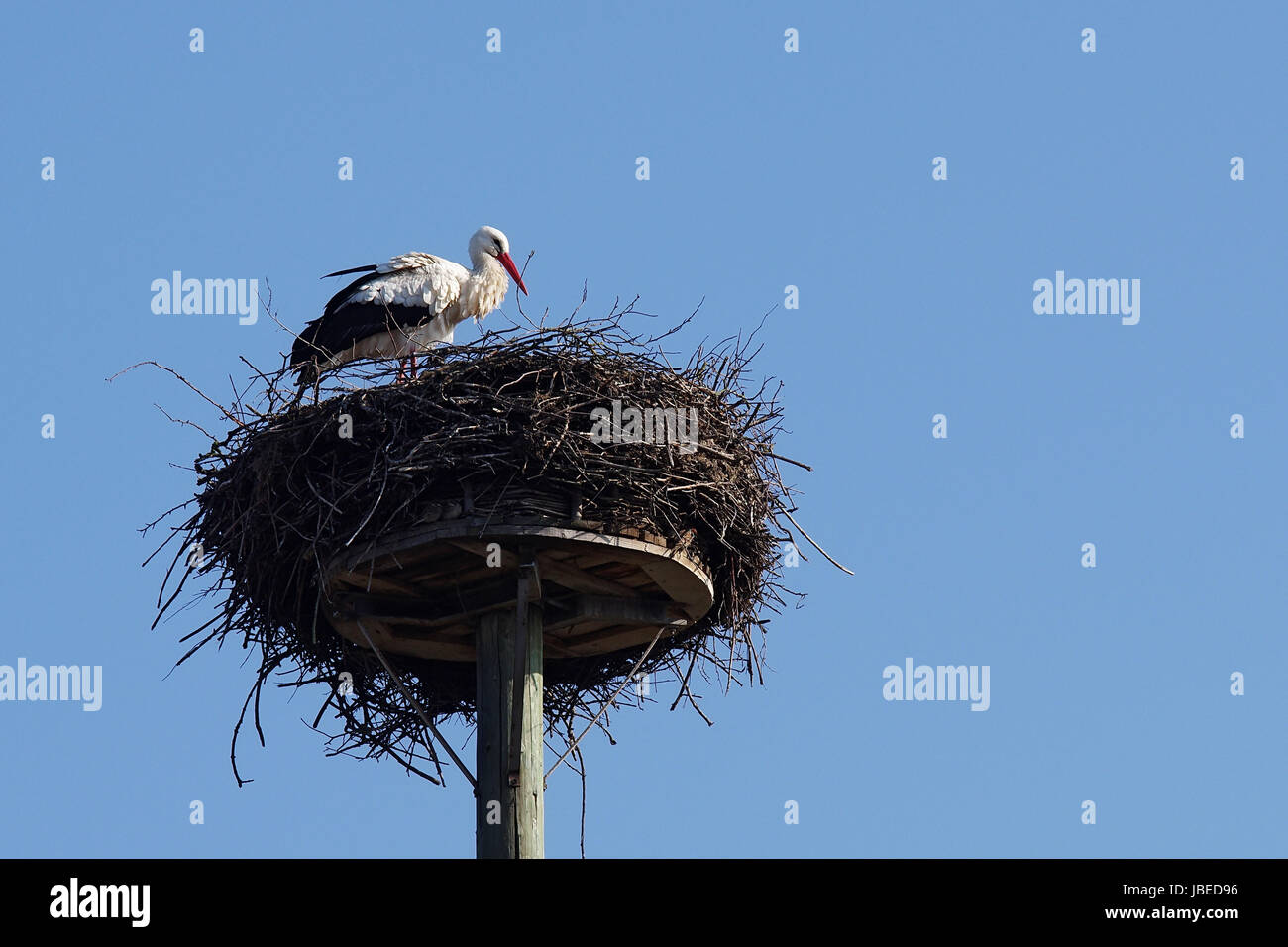 Weißstorch im "Horst" Stock Photo