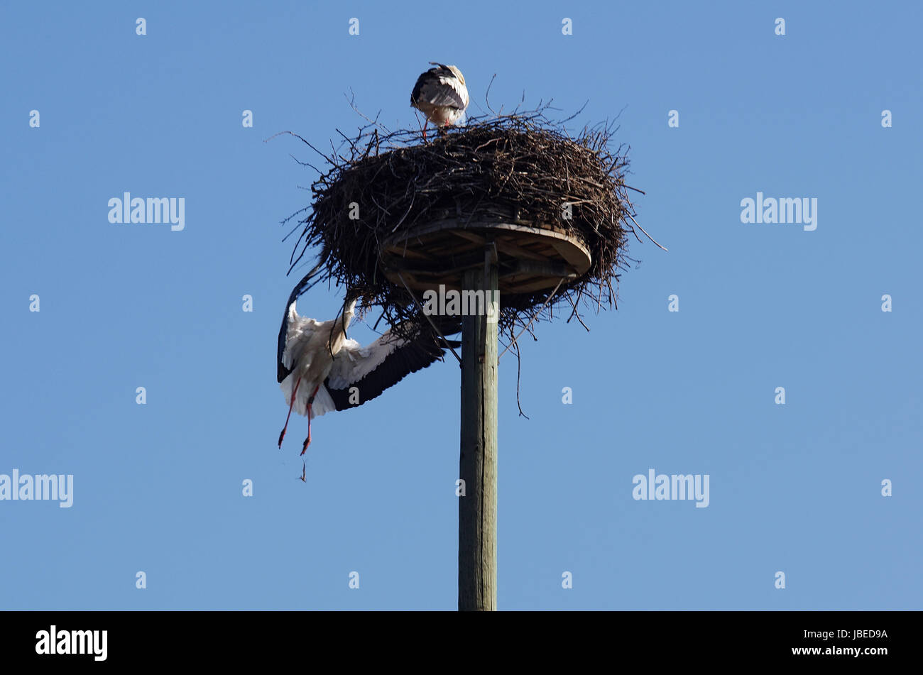 Weißstorchpaar beim Nestbau Stock Photo