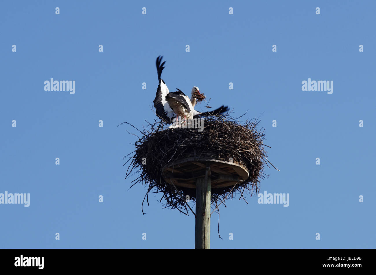 Weißstorchpaar beim Nestbau Stock Photo