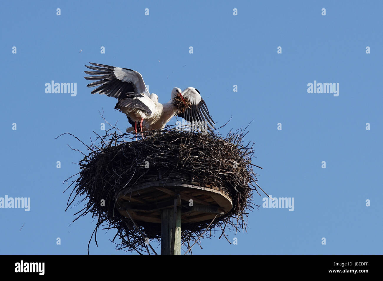 Weißstorchpaar beim Nestbau Stock Photo