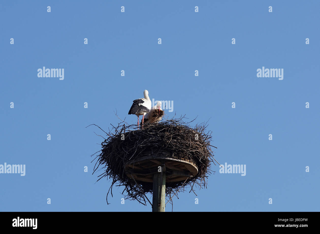 Weißstorchpaar beim Nestbau Stock Photo