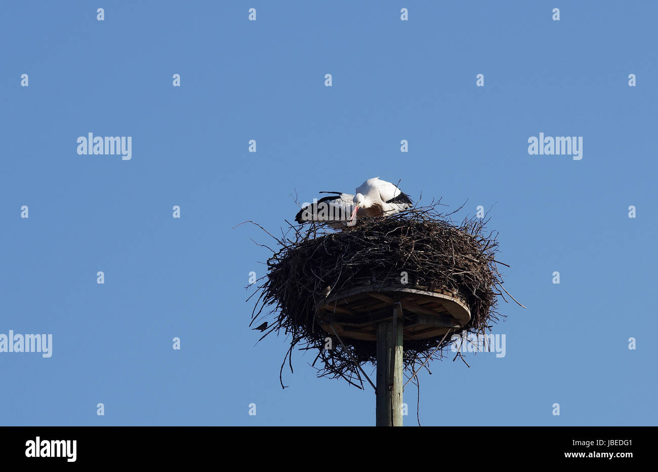 Weißstorchpaar beim Nestbau Stock Photo