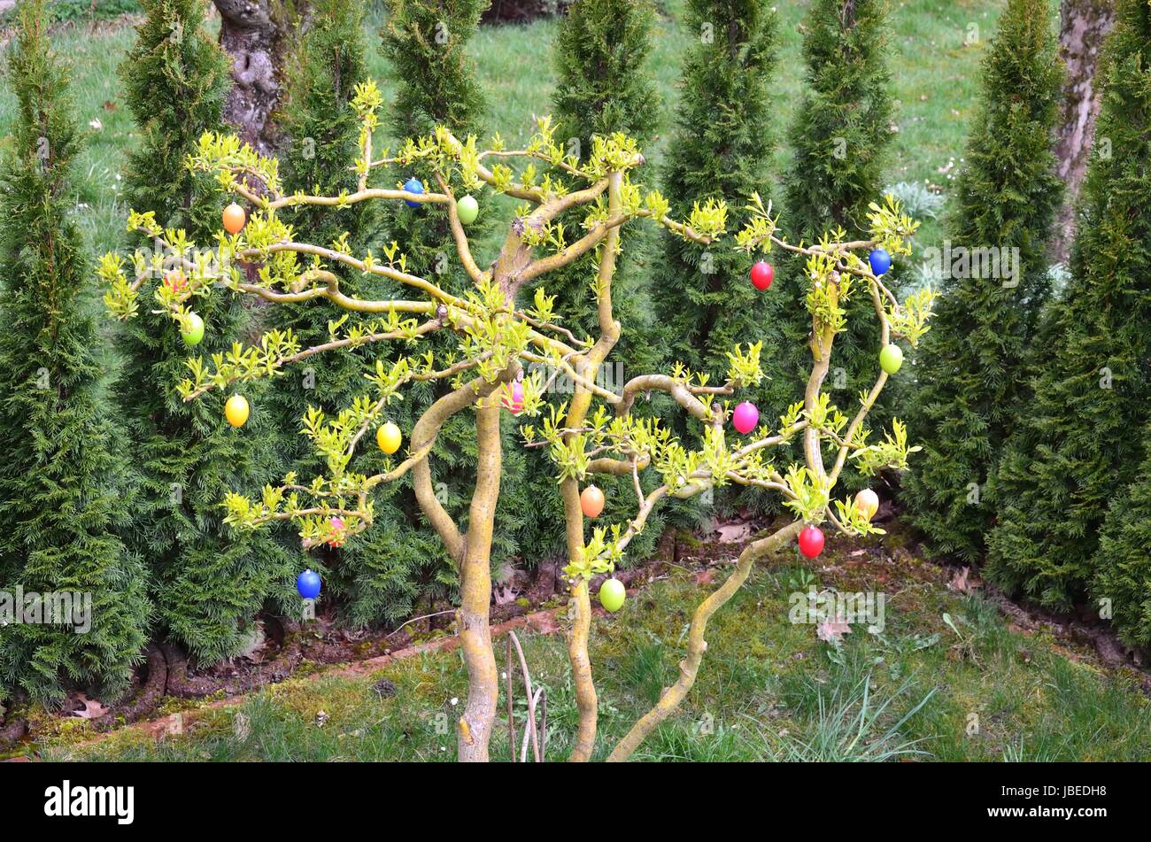 Der blühende Strauch im Garten geschmückt mit Ostereiern gehört einfach