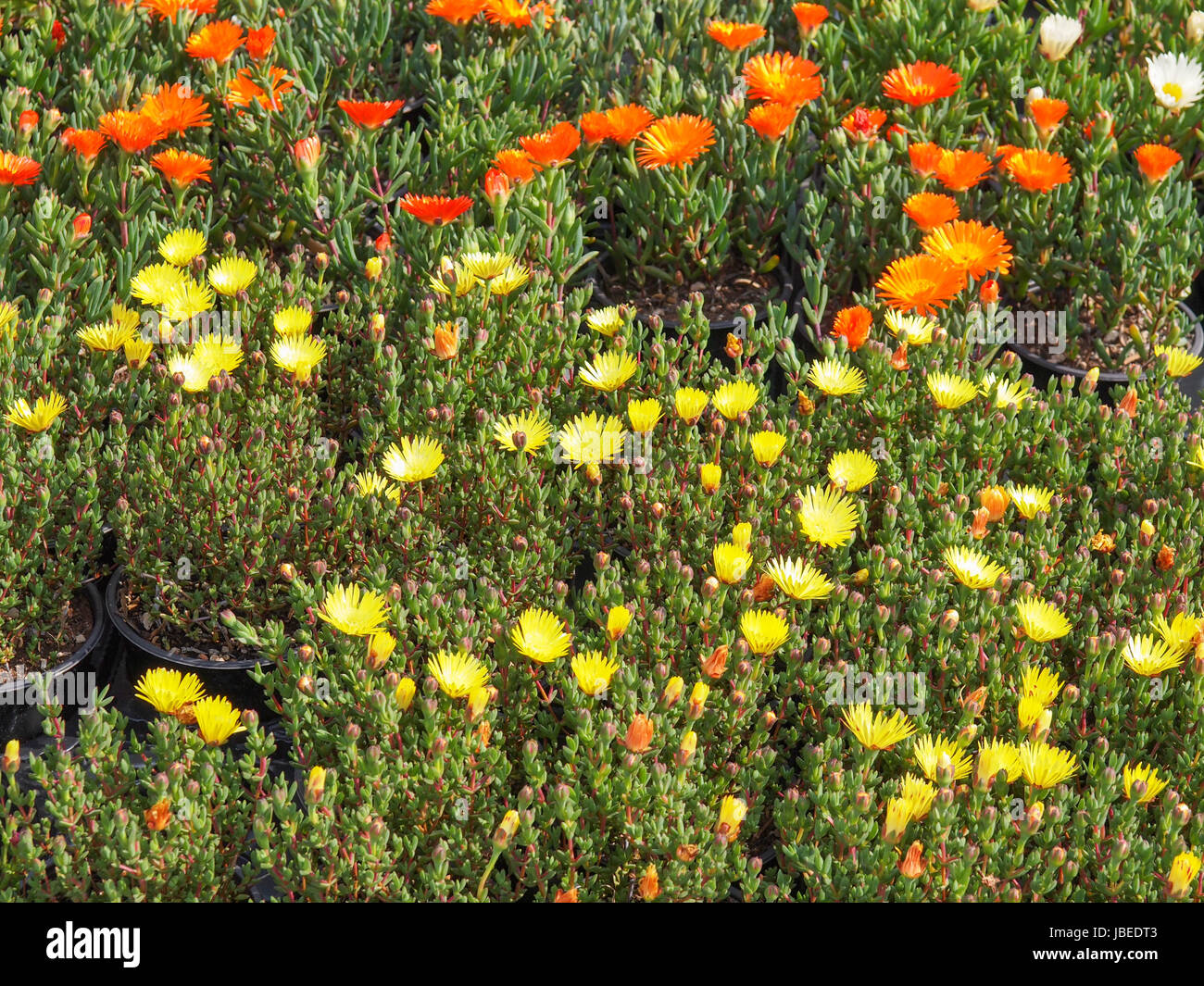 Flowers useful as a colourful natural background Stock Photo - Alamy