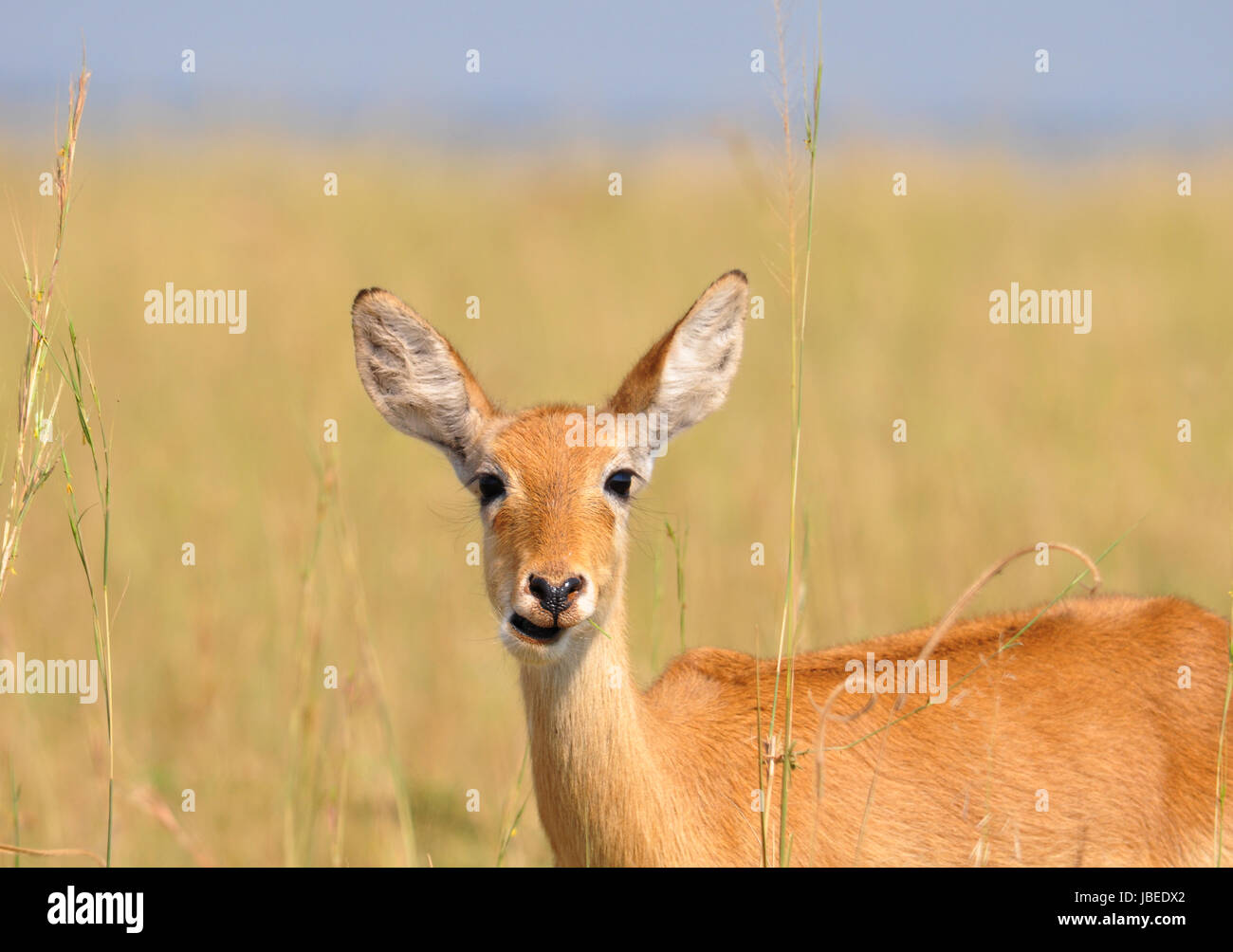 Small antelope in the African savanna Stock Photo