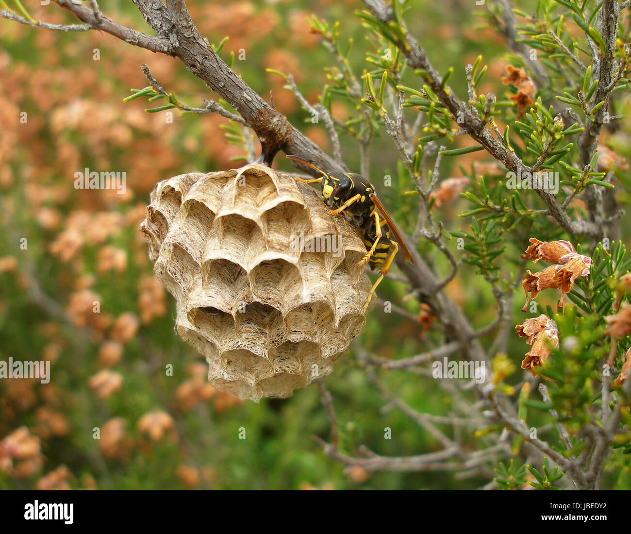 Wasp nest in an Atlantic forest Stock Photo