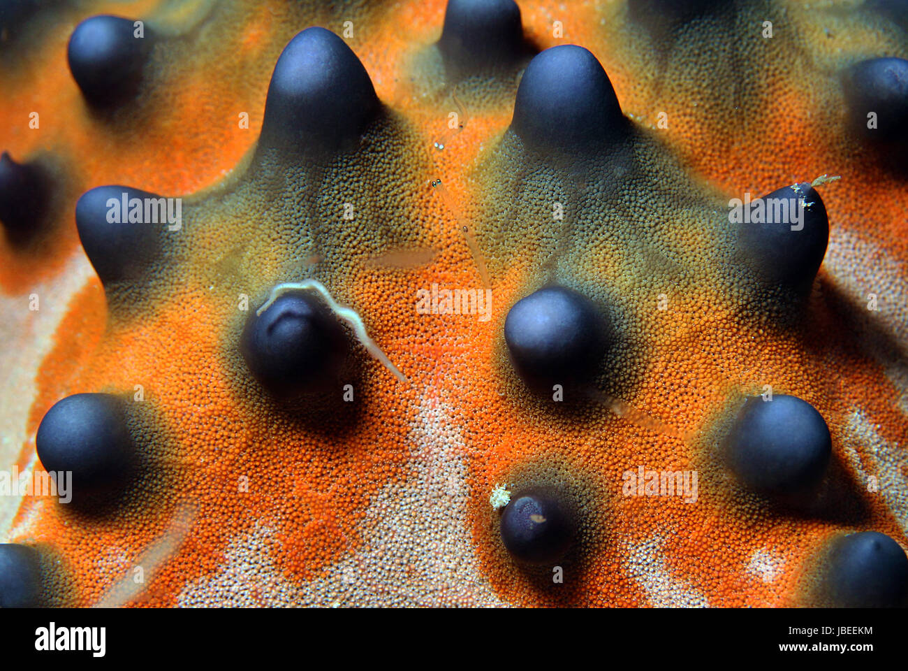 Close-up of a Knobbly Sea Star/Horned Sea Star (Protoreaster Nodosus), Bunaken, Indonesia Stock Photo