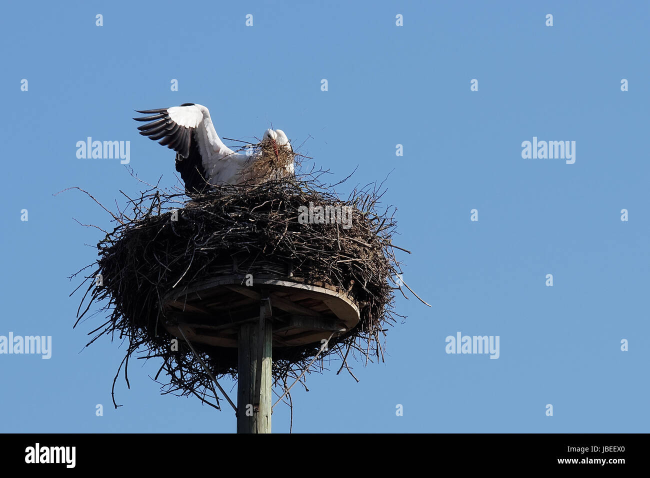 Weißstorch beim Nestbau Stock Photo
