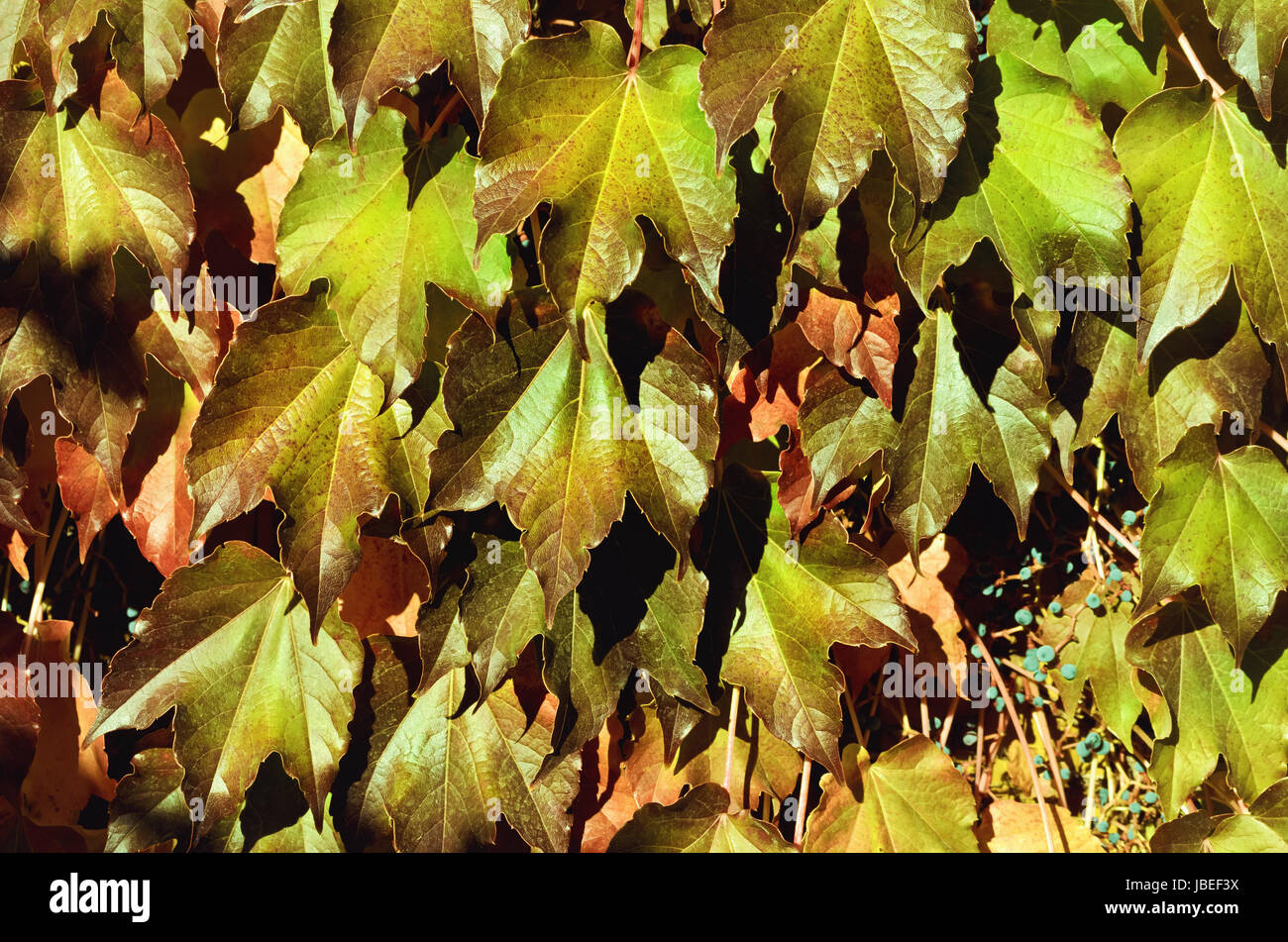 Virginia Creeper Background Stock Photo - Alamy