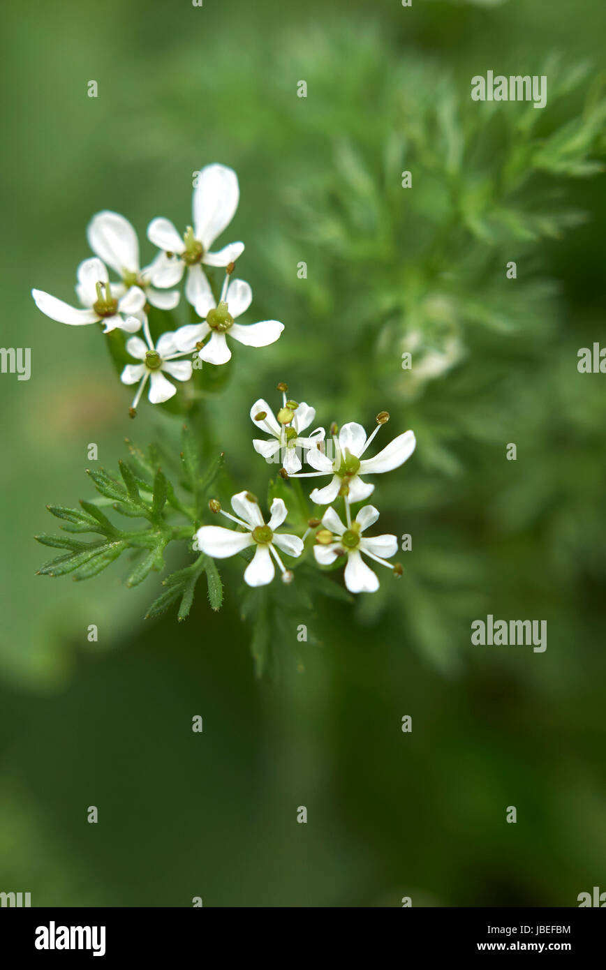 Scandix pecten-veneris close up Stock Photo