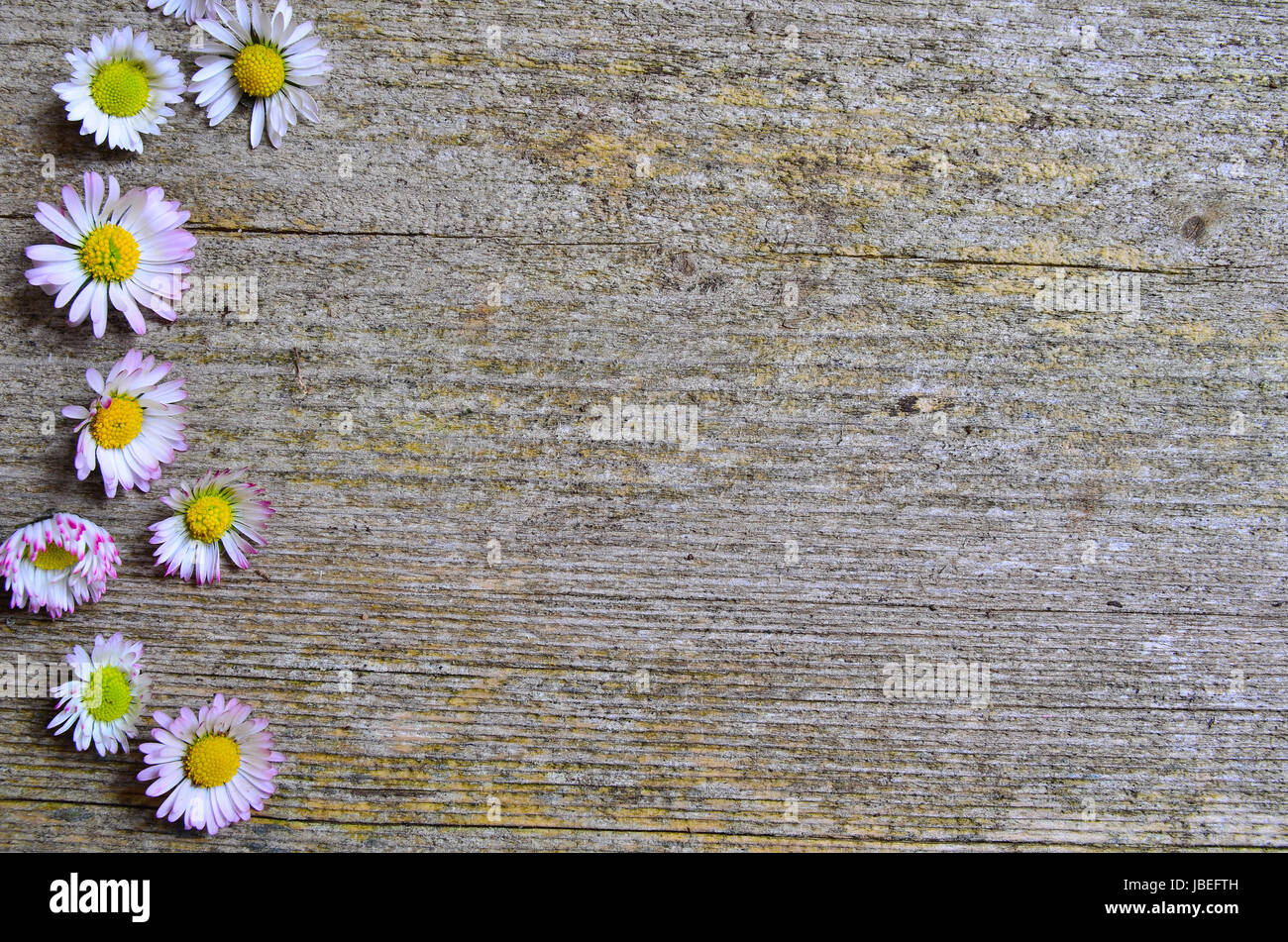 Gänseblümchen Holzhintergrund Stock Photo