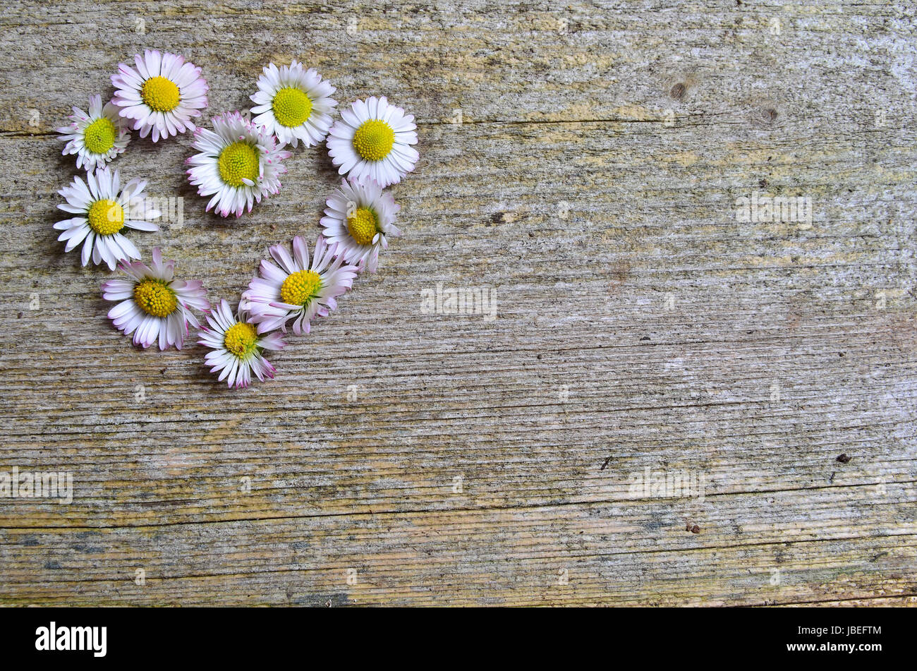 Gänseblümchen Holzhintergrund Stock Photo