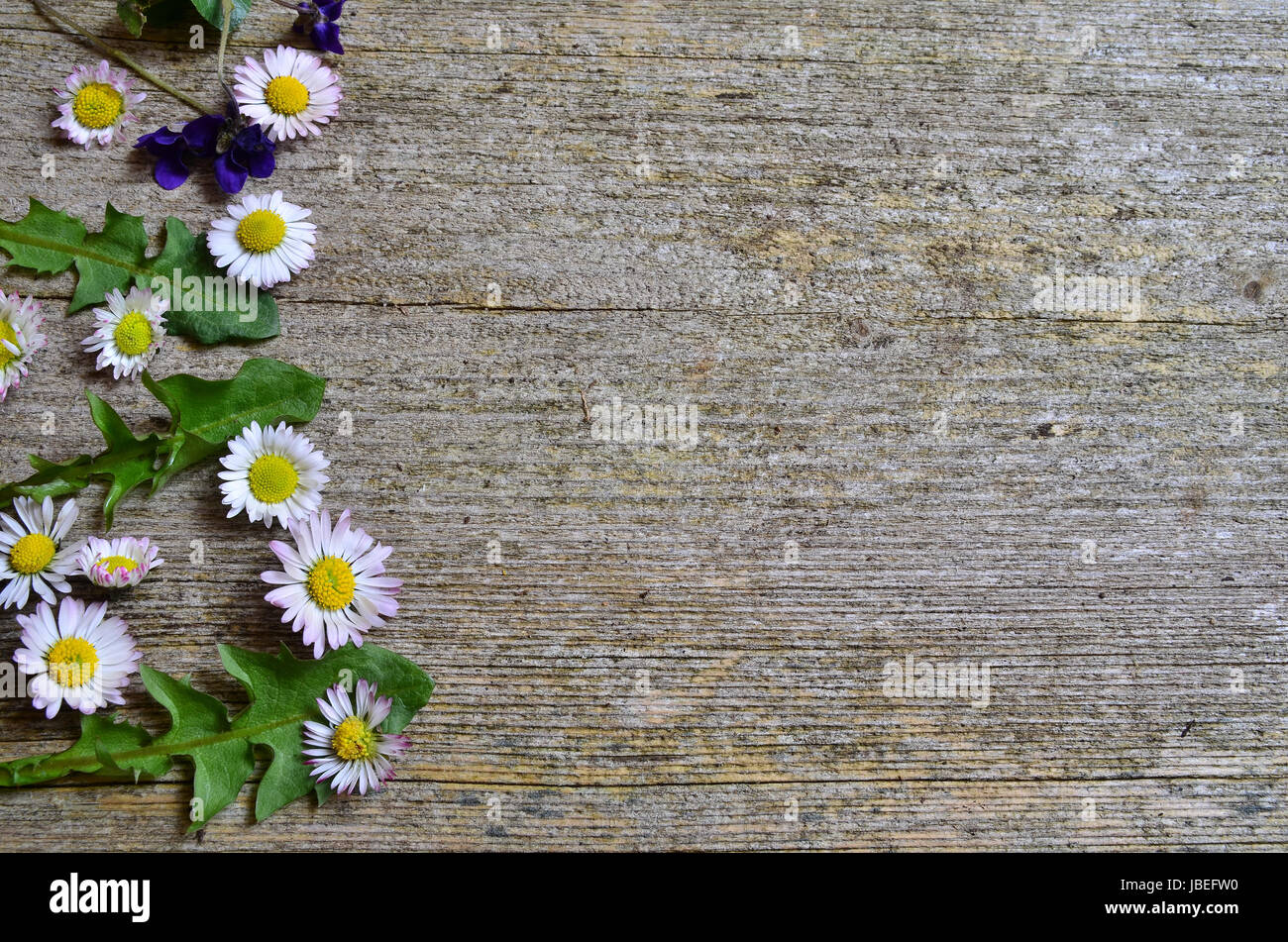 Gänseblümchen Holzhintergrund Stock Photo