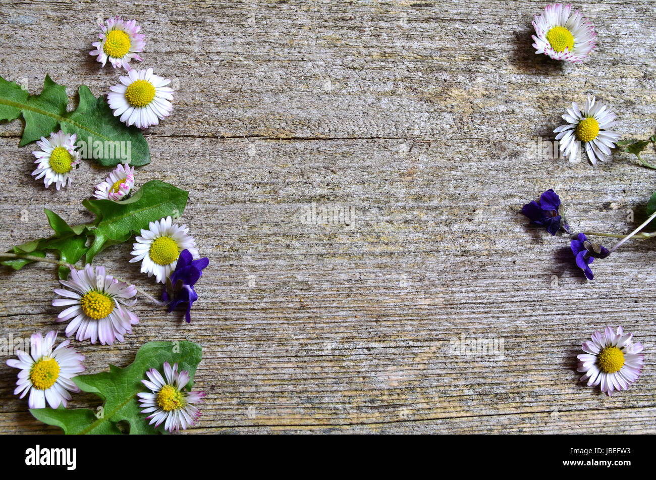 Gänseblümchen Holzhintergrund Stock Photo