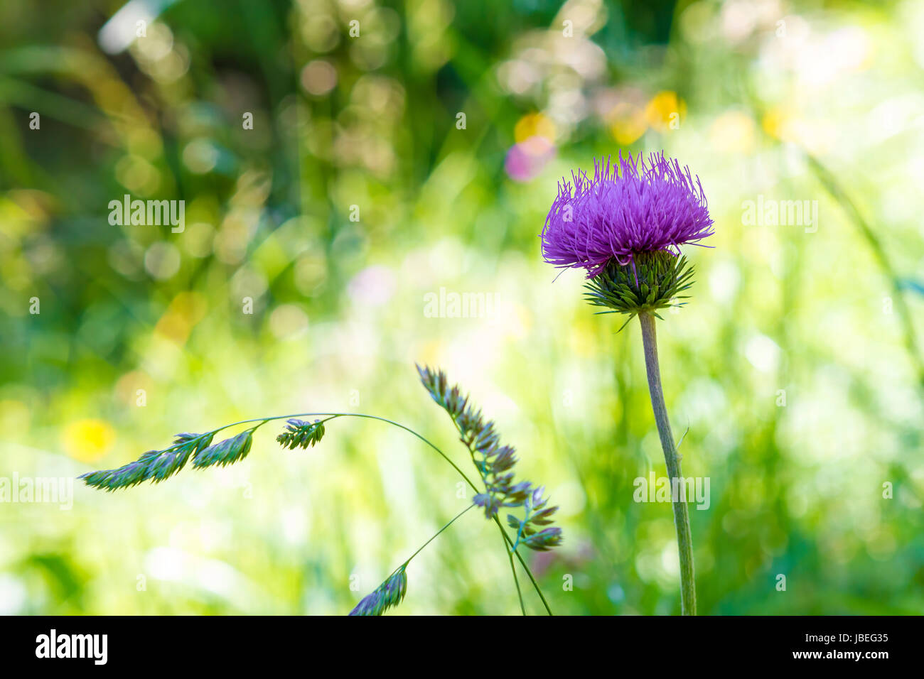 closeup of a violet flower welted thistle or carduus crispus plant in its own natural habitat Stock Photo