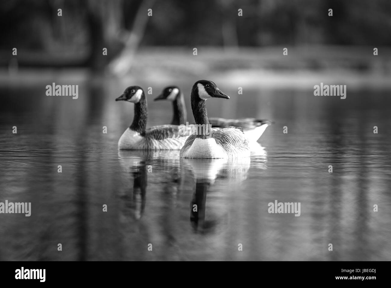 three canadian goose resting in a small lake Stock Photo Alamy