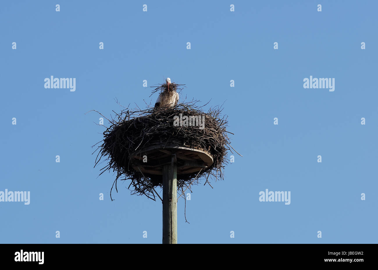 Weißstorch beim Nestbau Stock Photo