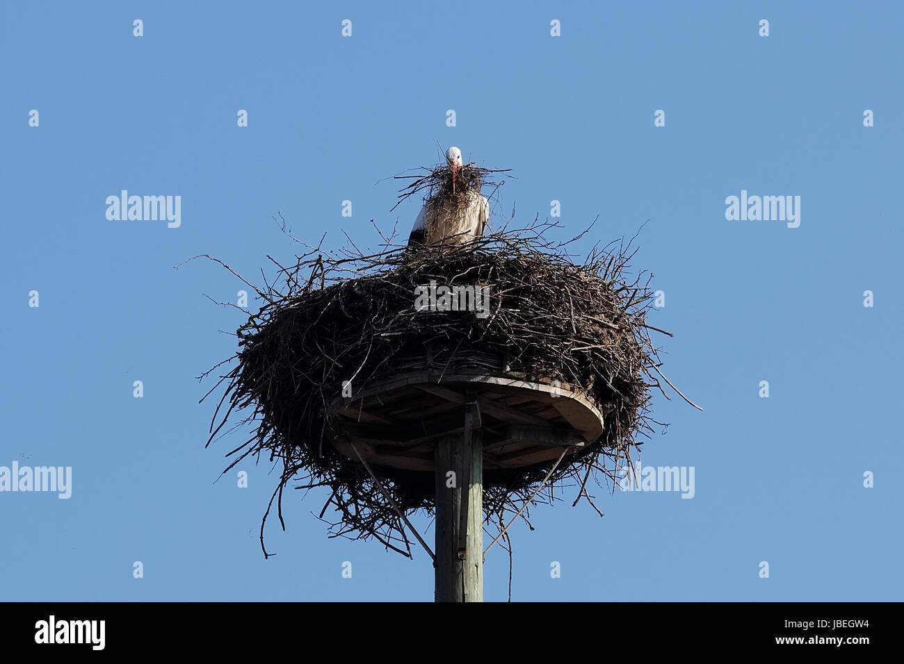 Weißstorch beim Nestbau Stock Photo