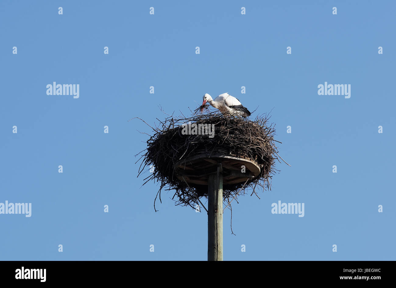 Weißstorch beim Nestbau Stock Photo