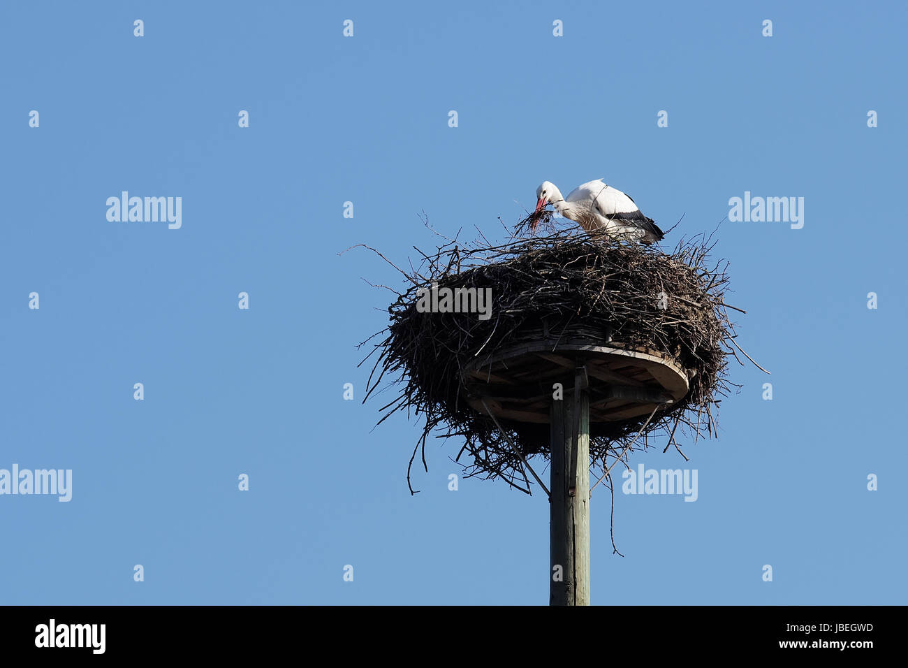 Weißstorch beim Nestbau Stock Photo