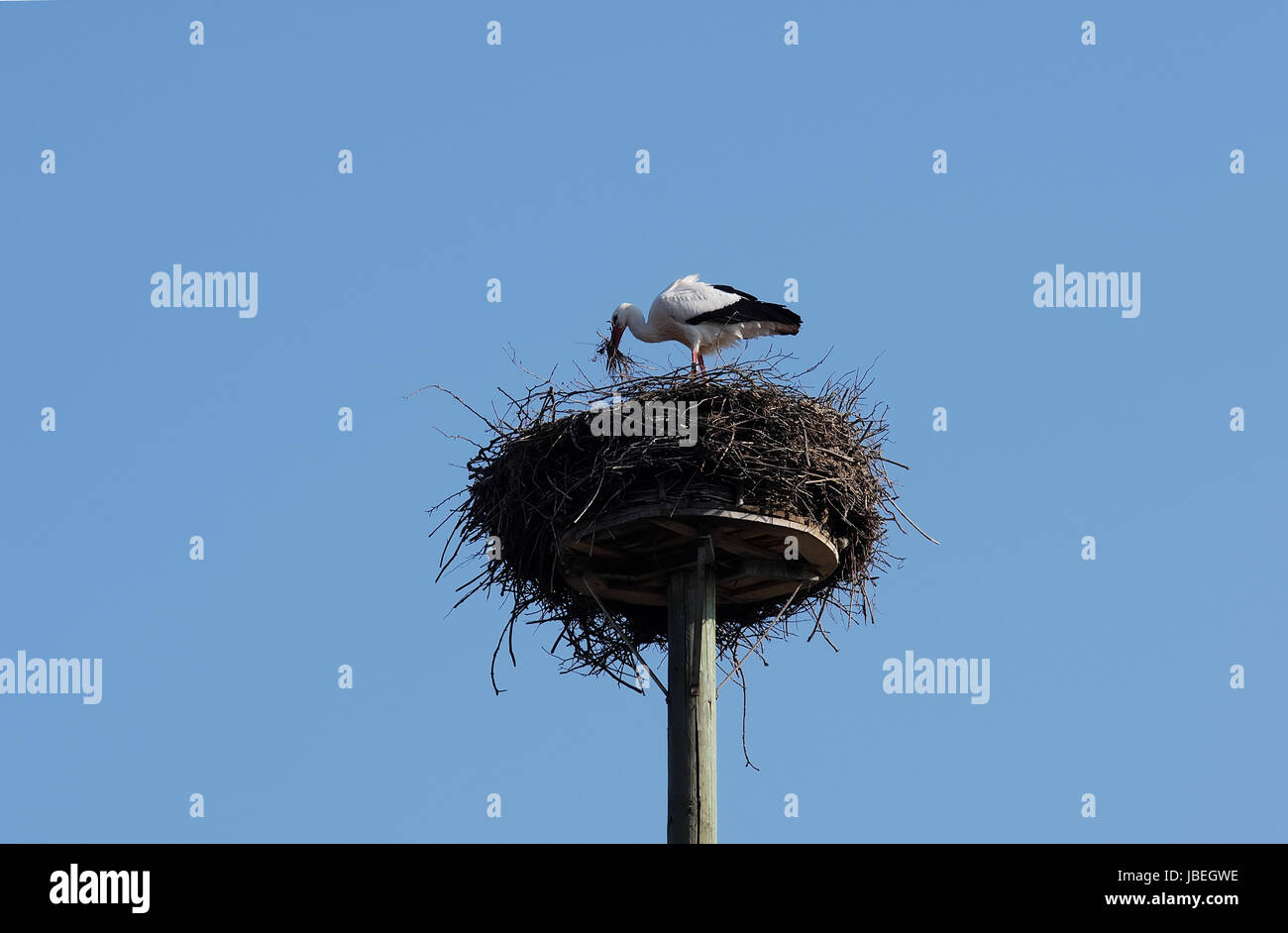 Weißstorch beim Nestbau Stock Photo