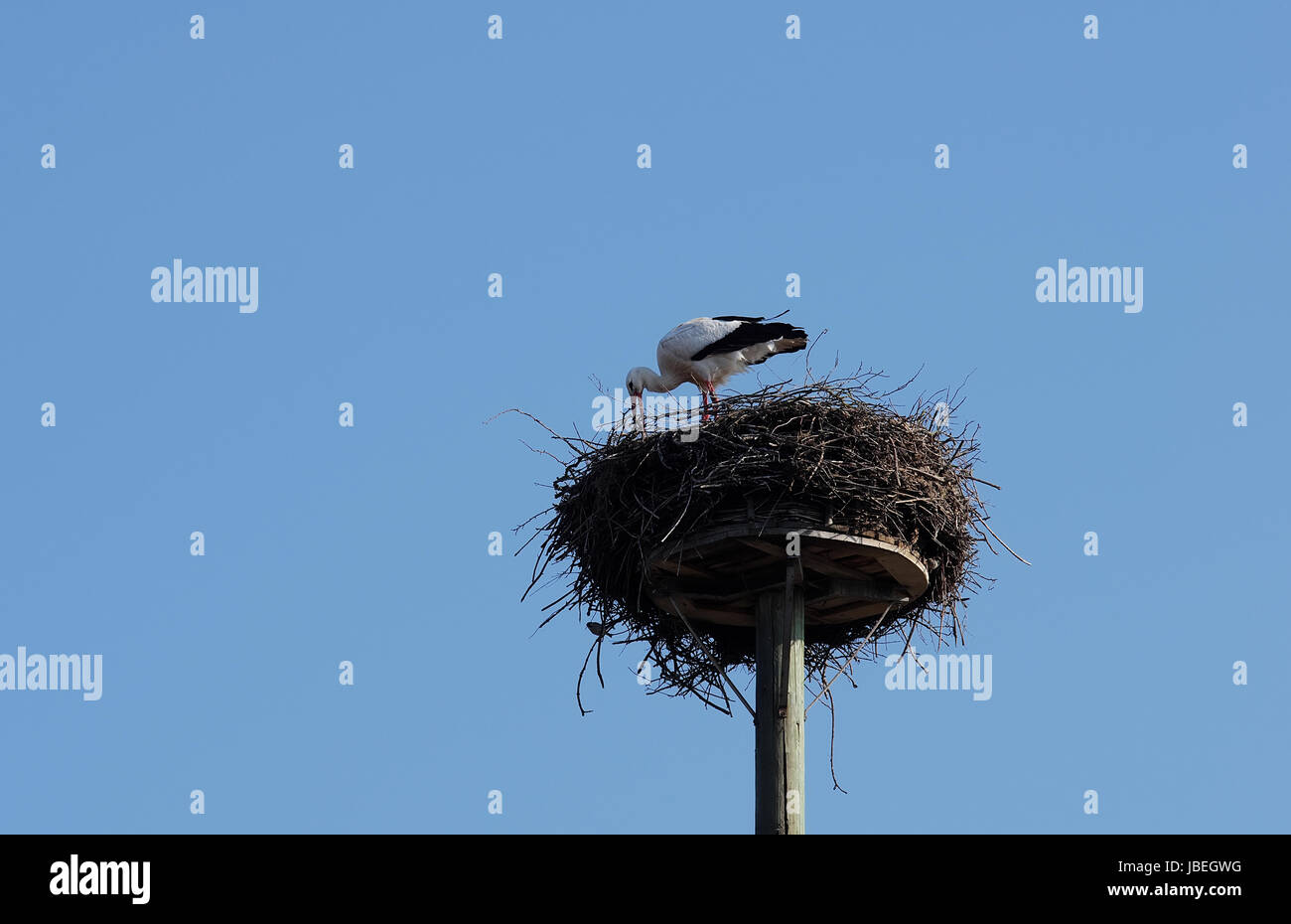 Weißstorch beim Nestbau Stock Photo
