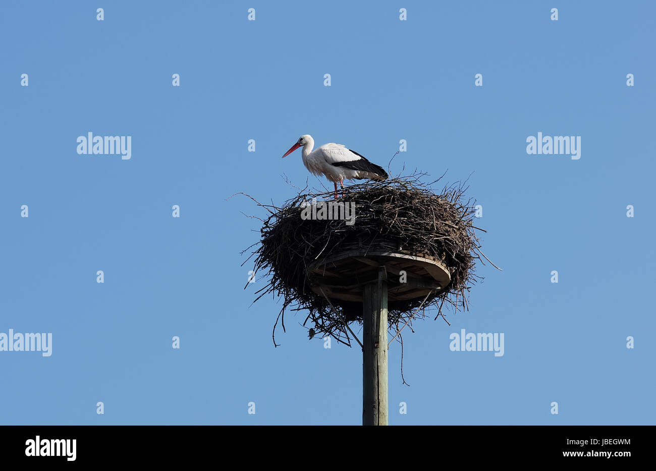 Weißstorch im "Horst" Stock Photo