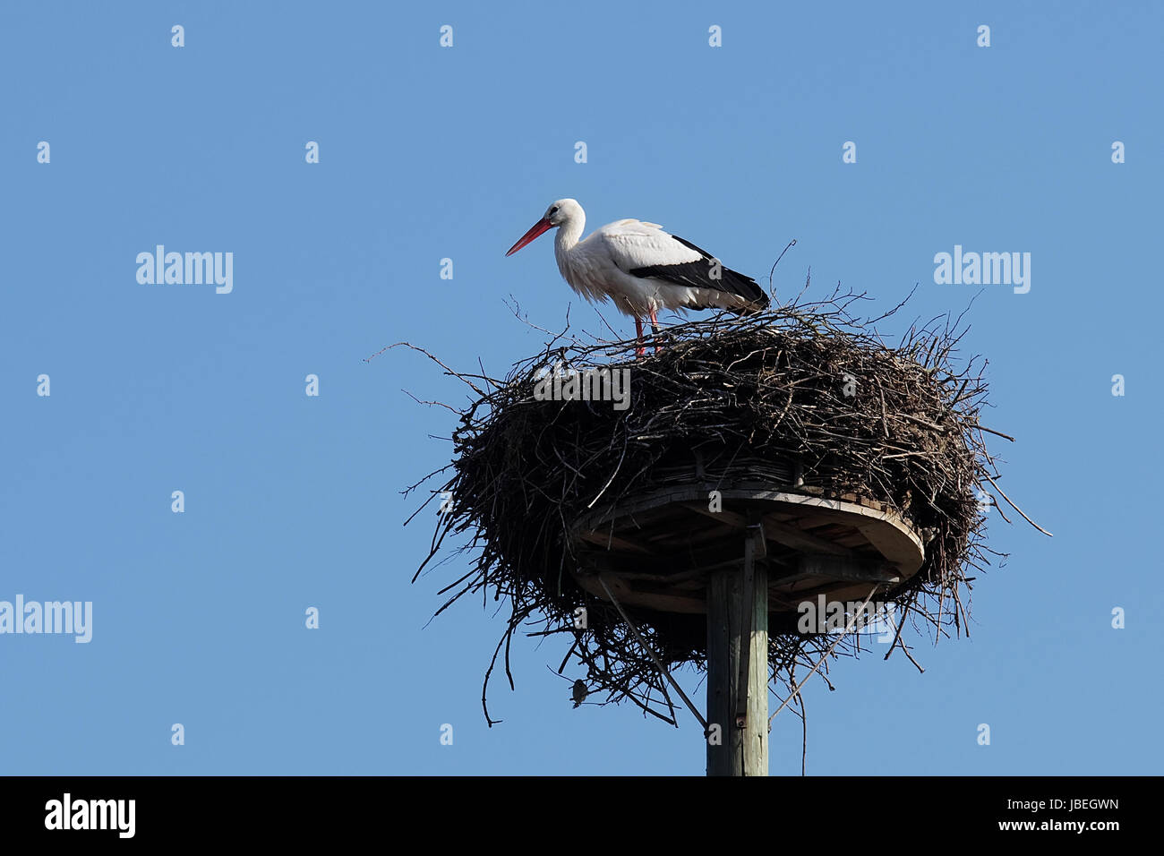 Weißstorch im "Horst" Stock Photo