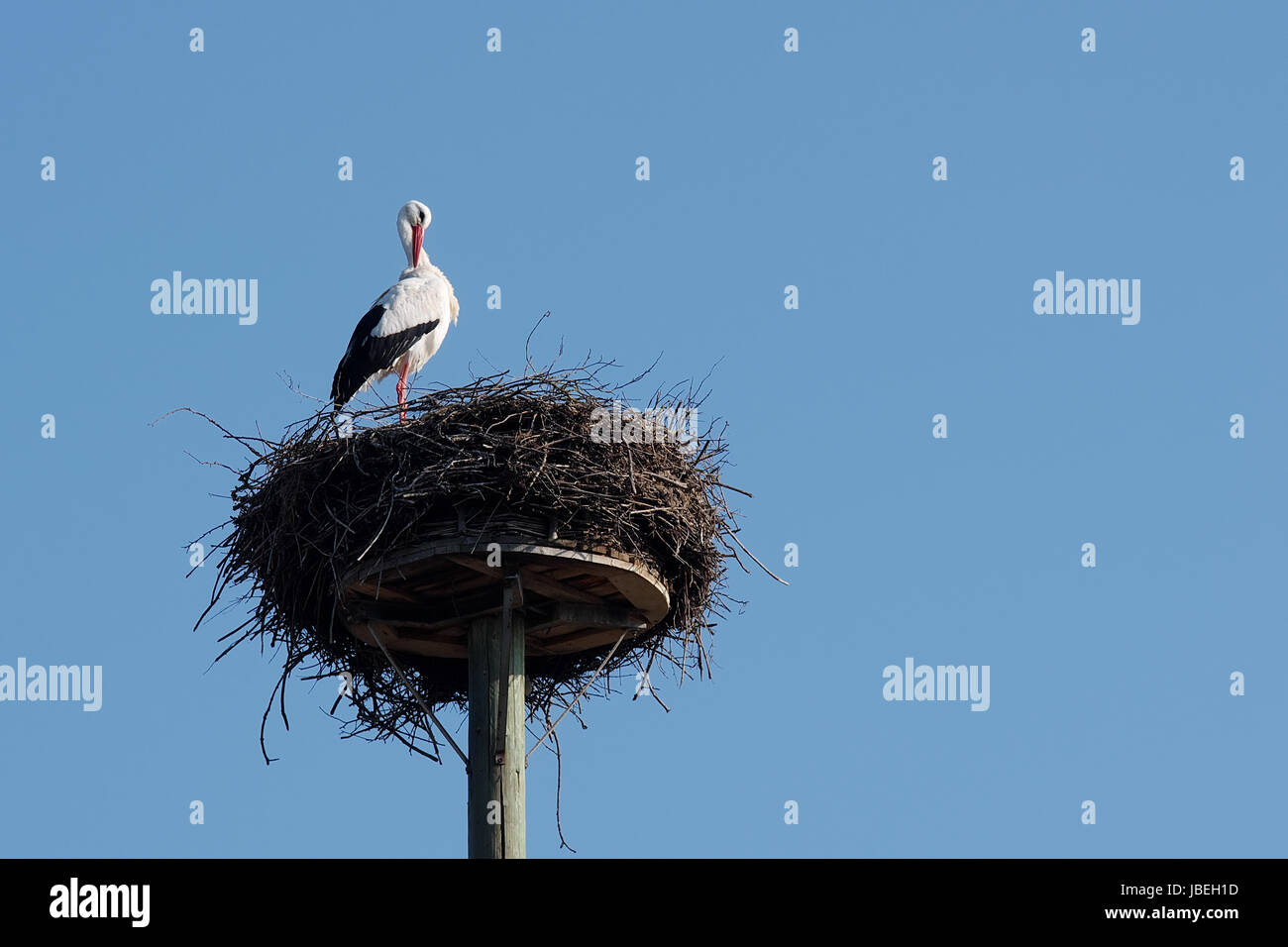 Weißstorch im "Horst" Stock Photo