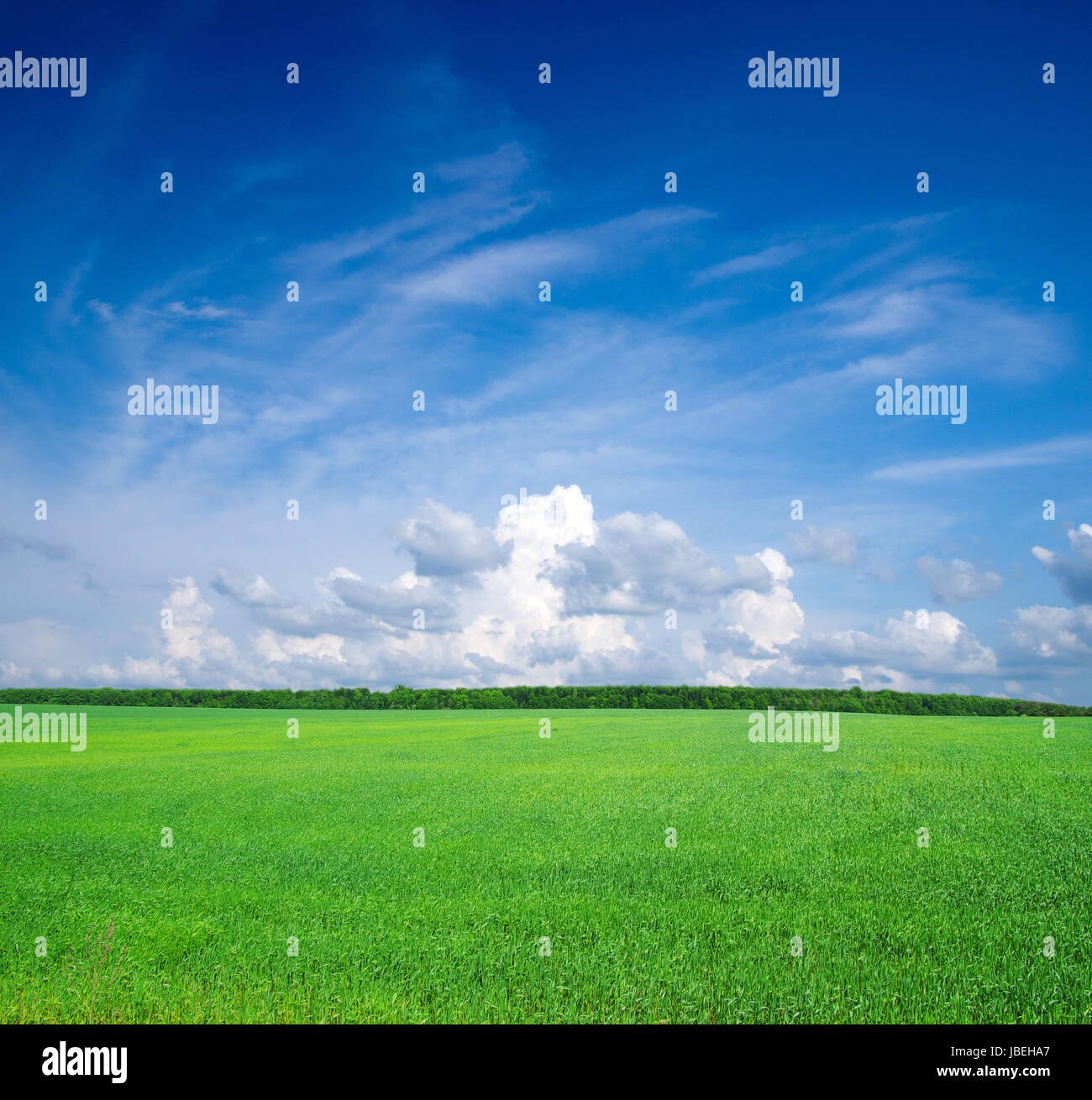Field of grass and blue sky Stock Photo - Alamy