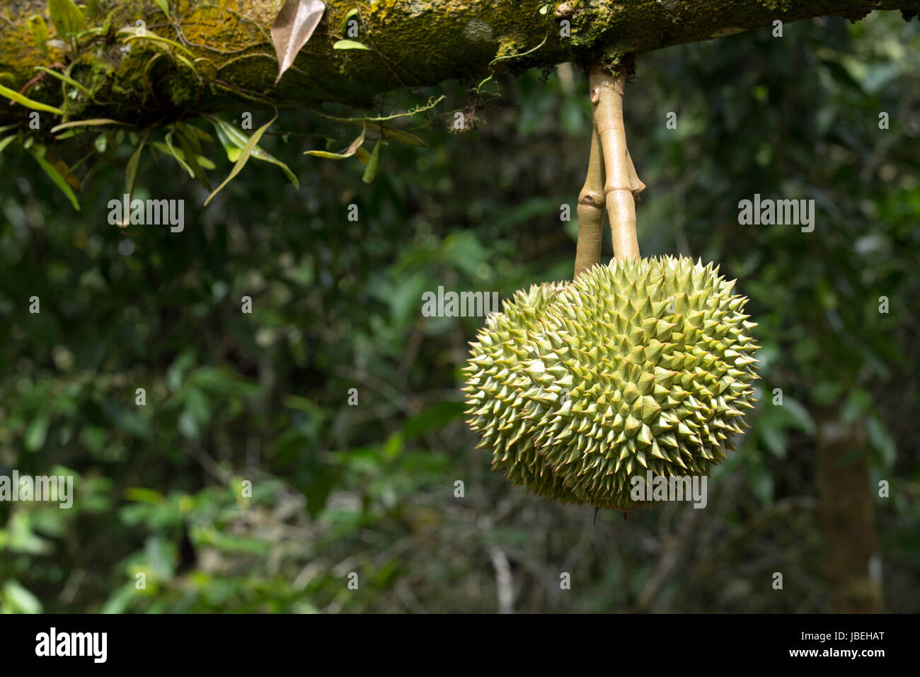 Fresh durian in the orchard Stock Photo Alamy
