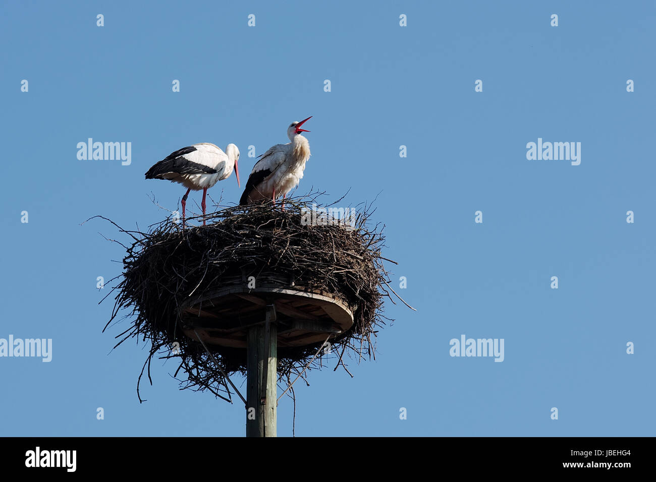 Klappernder Weißstorch mit Partnerin im Nest Stock Photo