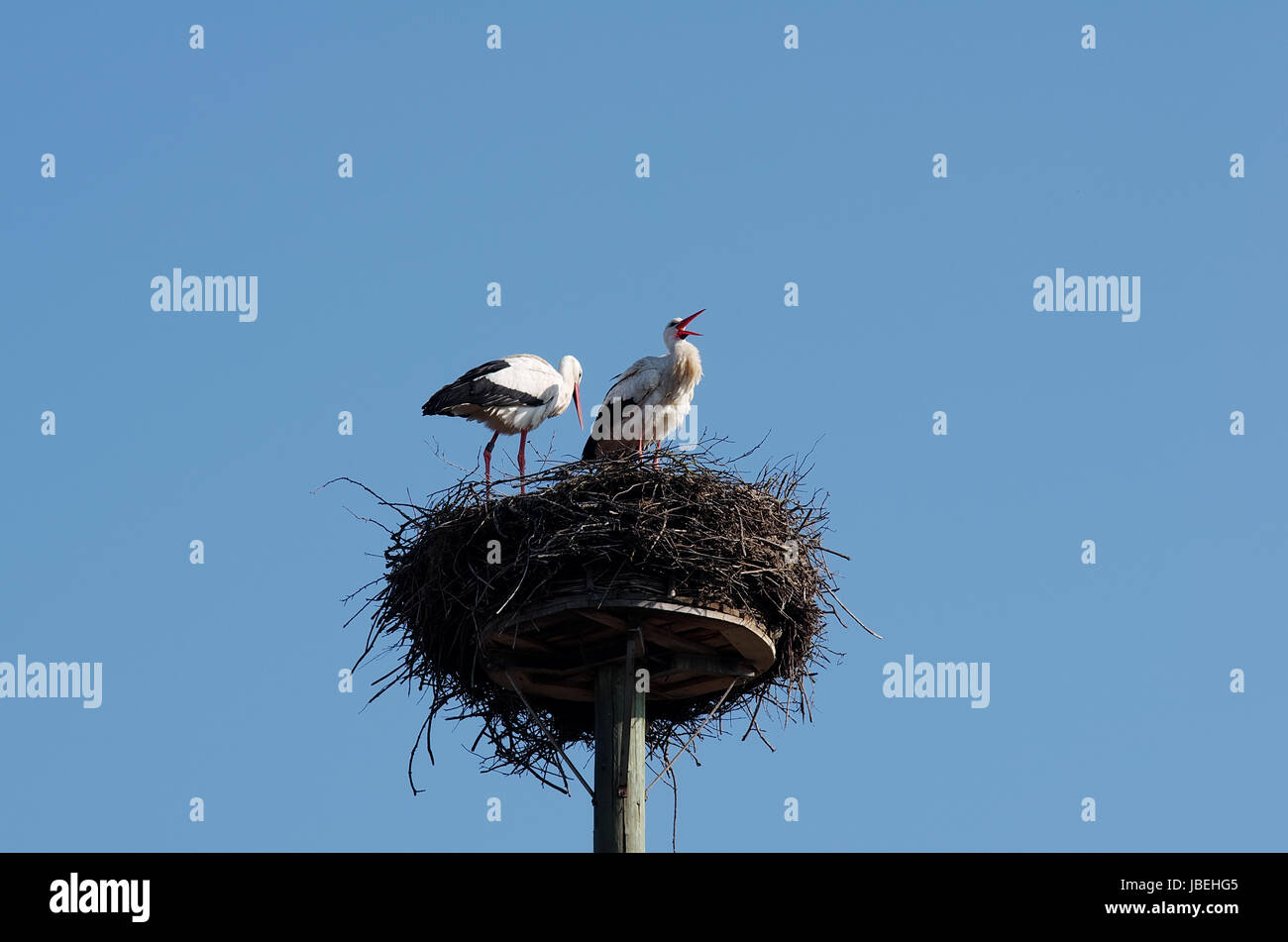 Klappernder Weißstorch mit Partnerin im Nest Stock Photo