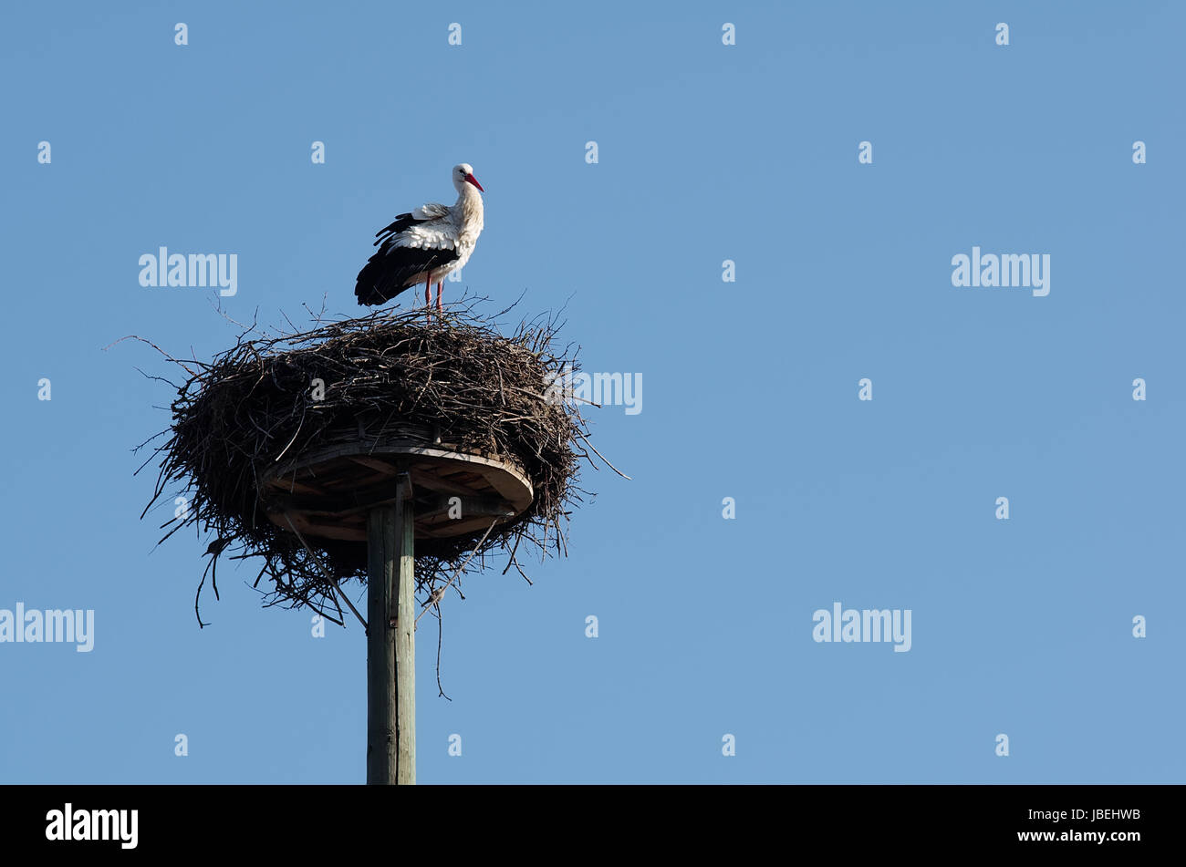 Weißstorch im "Horst" Stock Photo