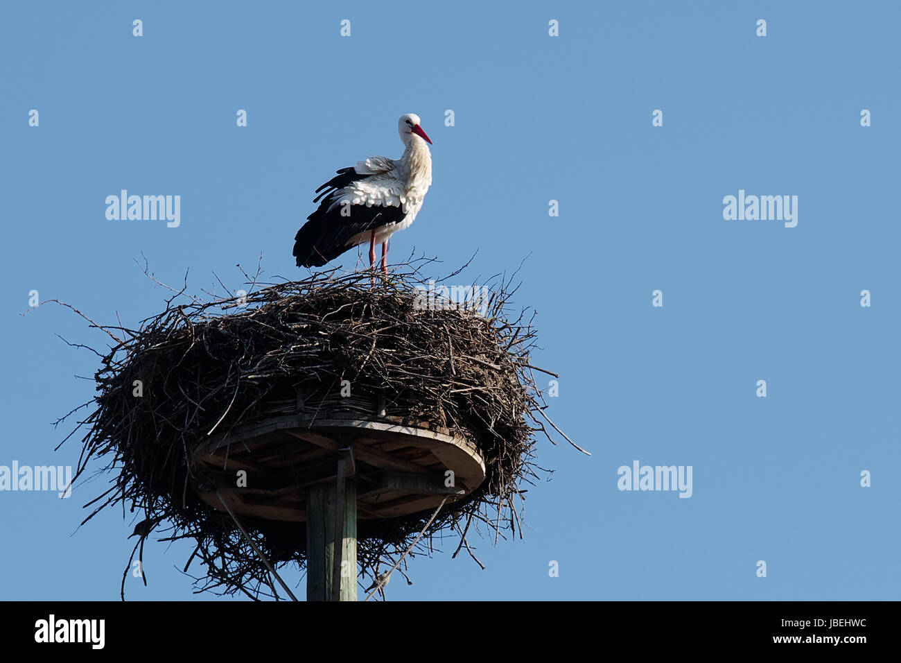 Weißstorch im "Horst" Stock Photo