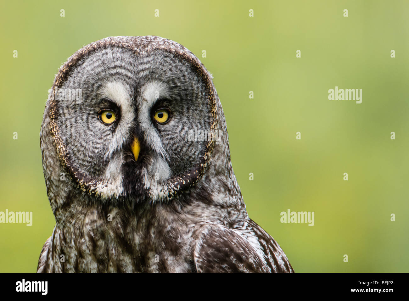 A Great Grey Owl (Strix Nebulosa) shows his beautiful face in this portrait  when perching on  a roundpole with a nice defocused background. Stock Photo