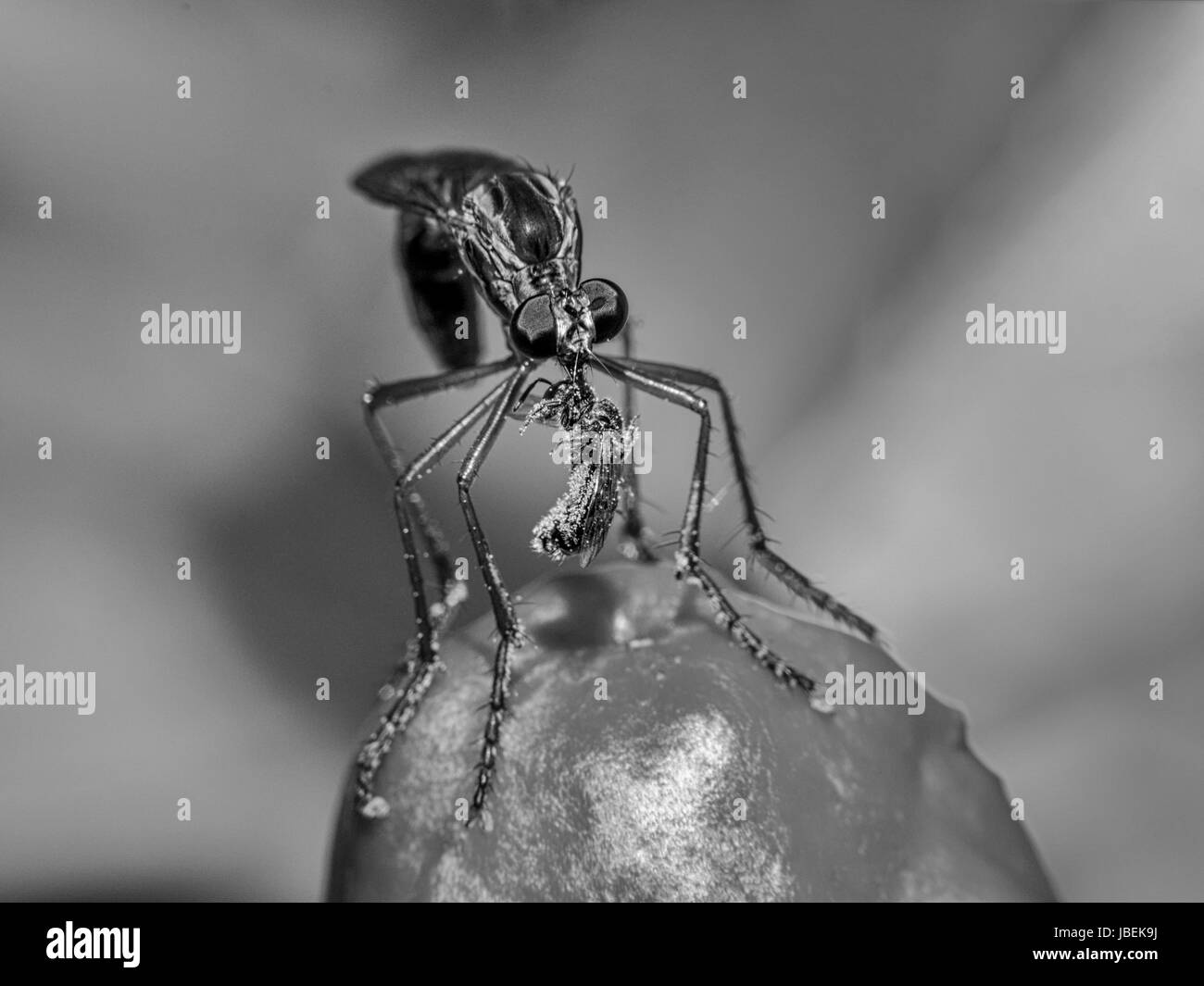A Robber Fly with a Bee that it has caught Stock Photo