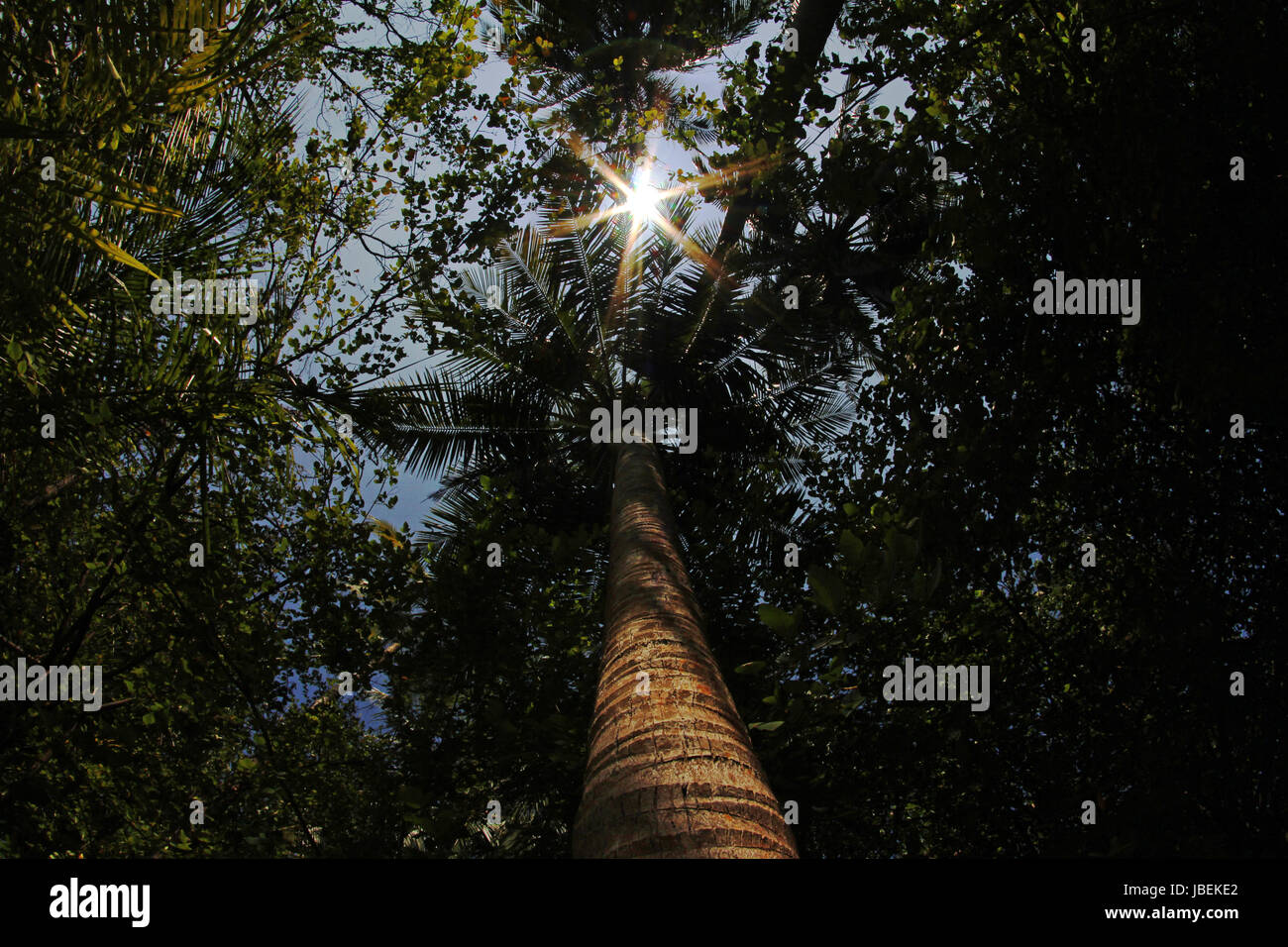 the large coconut tree Stock Photo