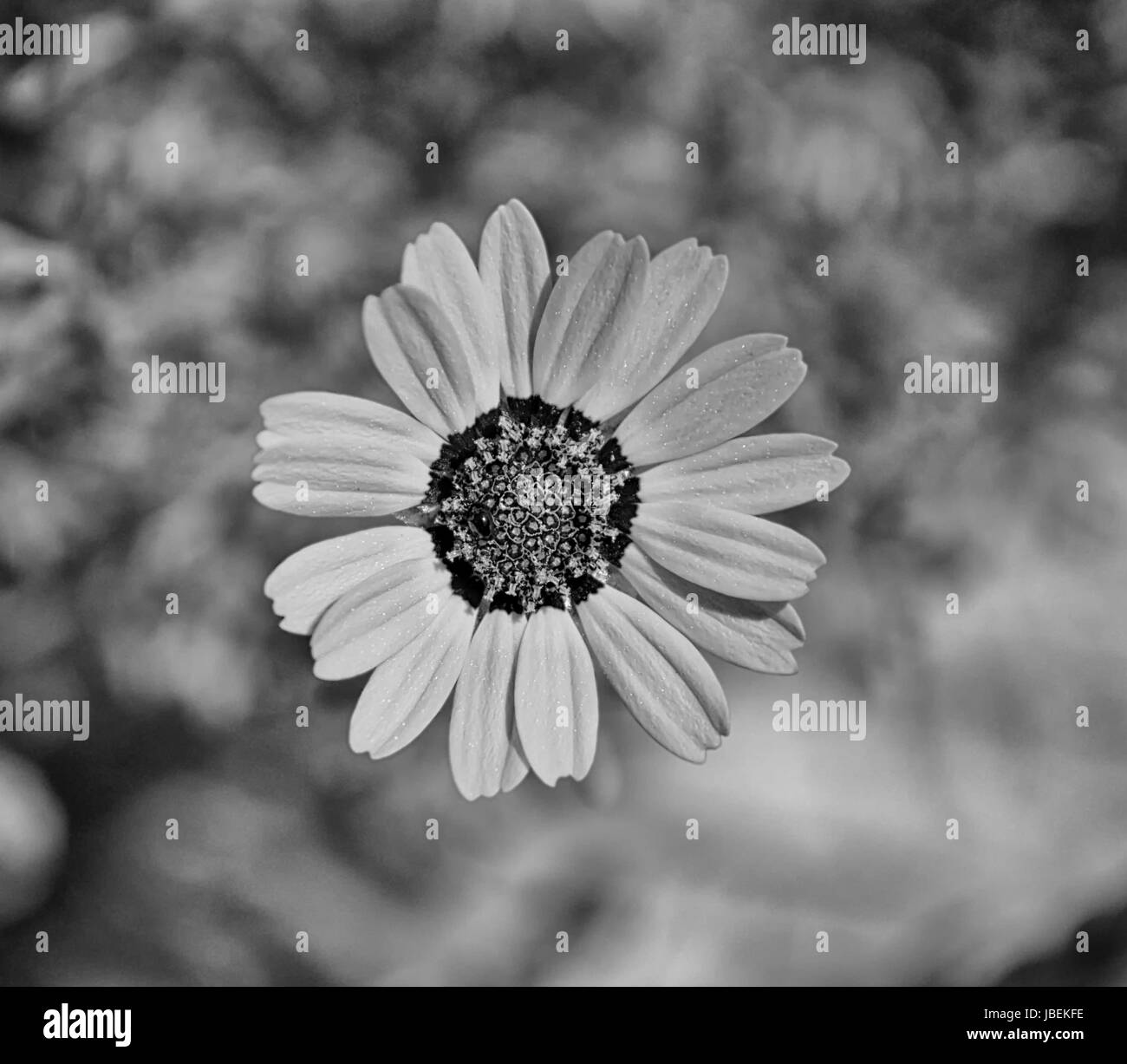 Fynbos flowers Black and White Stock Photos & Images - Alamy