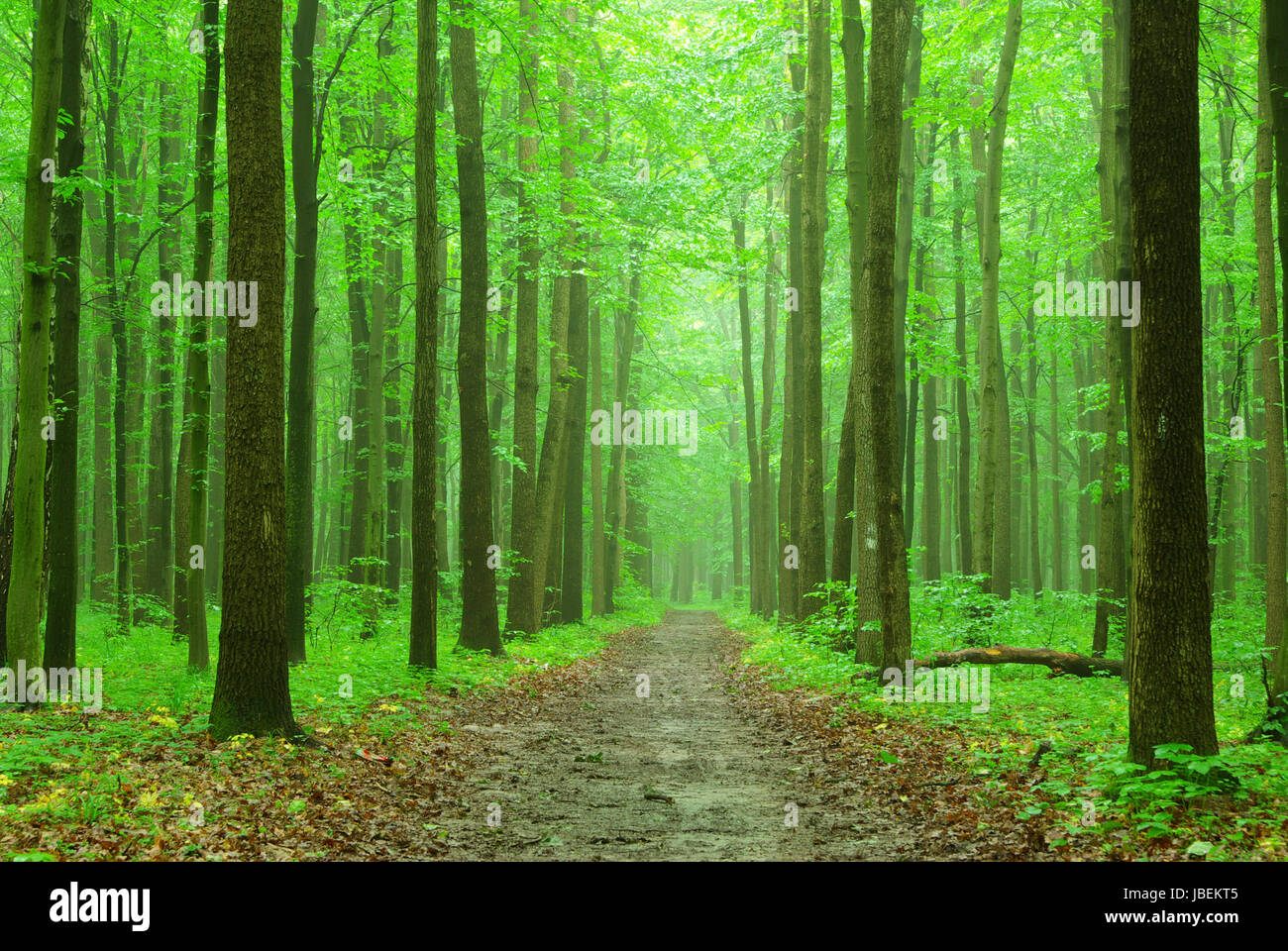 a path is in the green forest Stock Photo - Alamy
