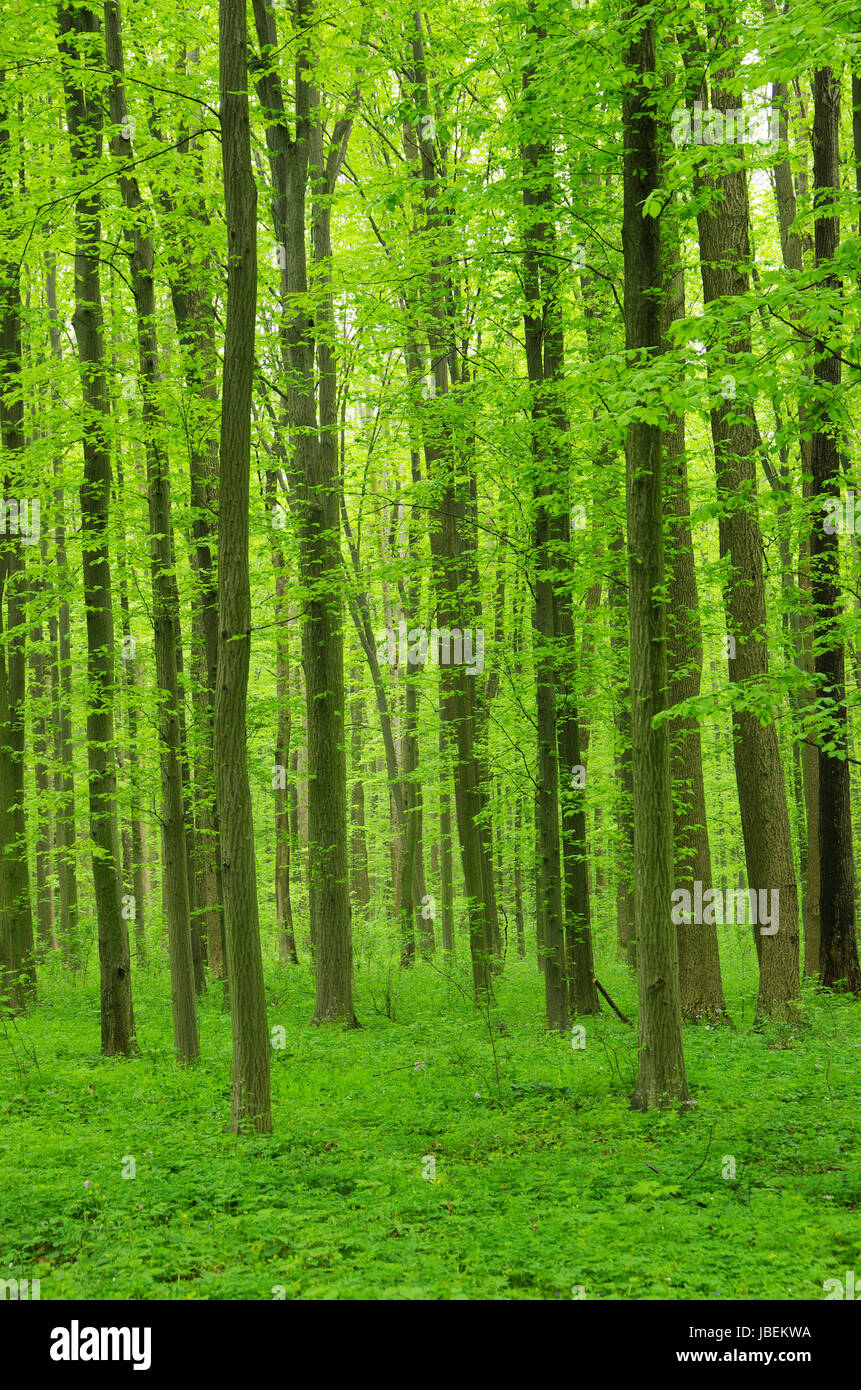 Early morning sun in the forest Stock Photo - Alamy