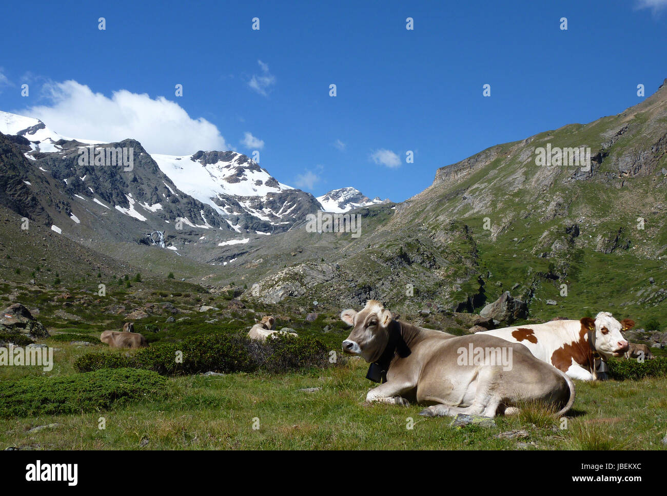 cows in alps Stock Photo - Alamy