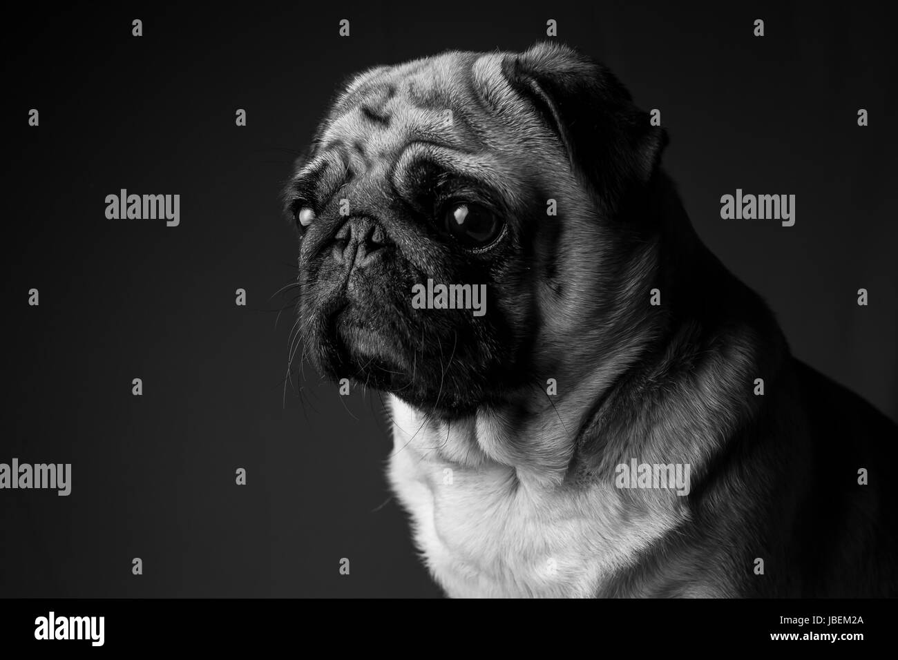 Pug hund Black and White Stock Photos & Images - Alamy